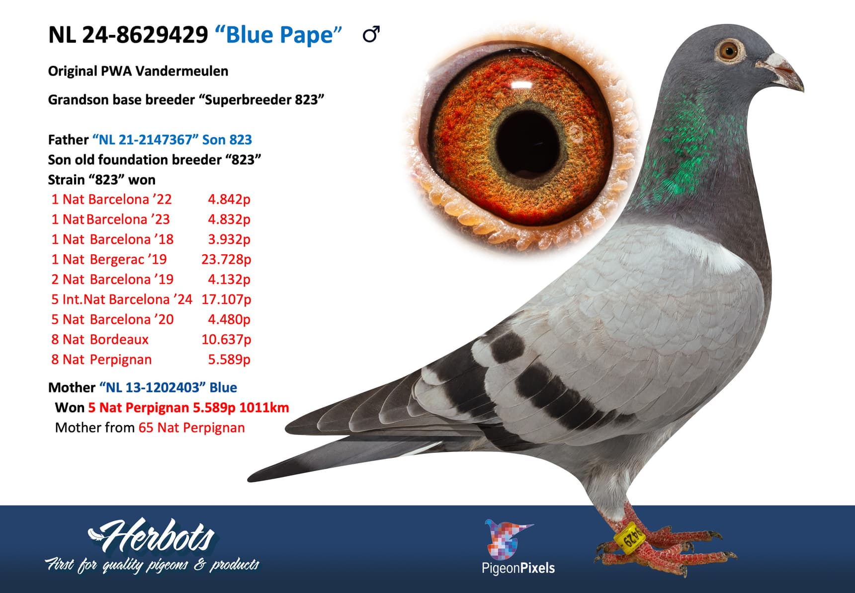 pigeon: undefined