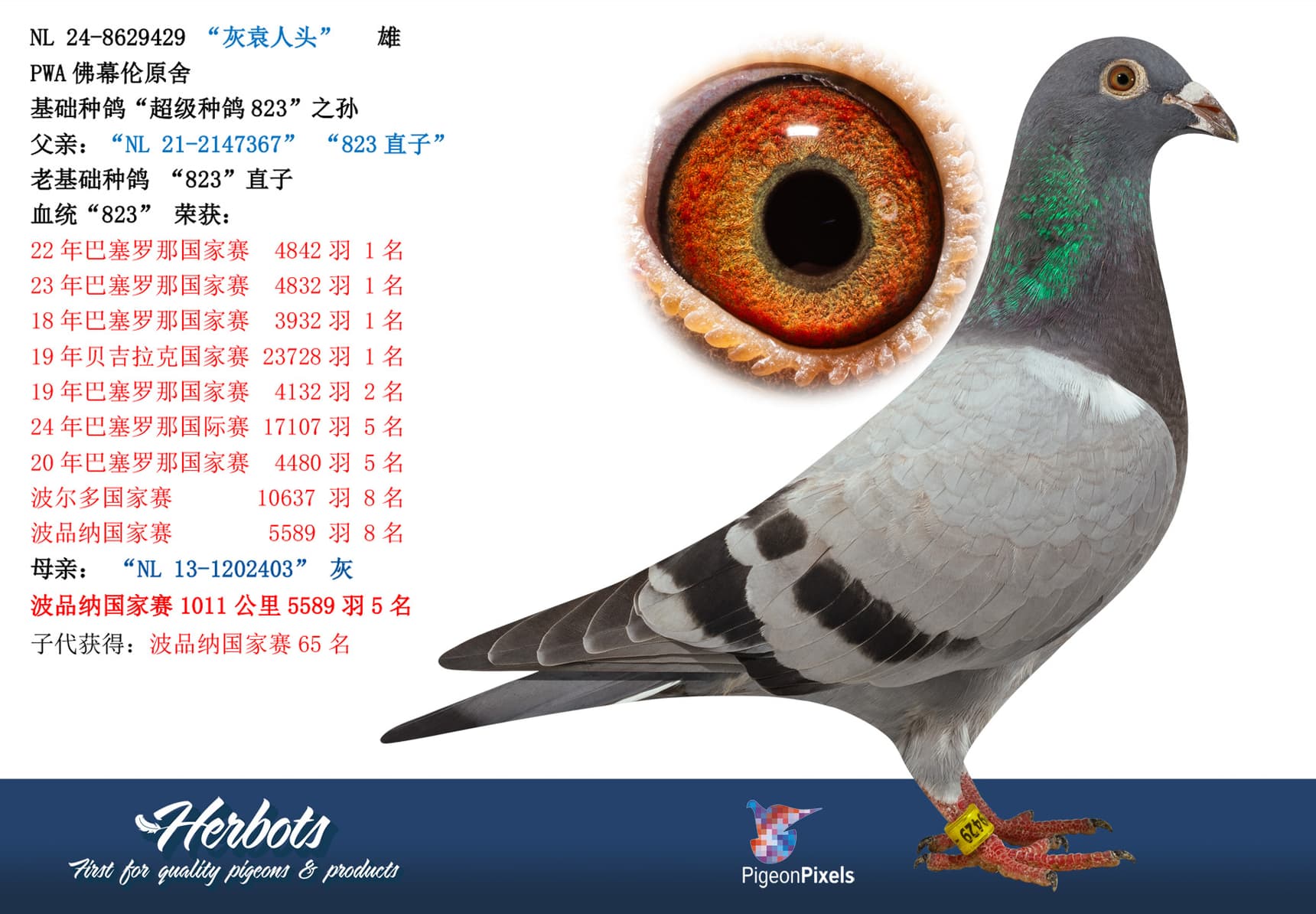 pigeon: “灰袁人头”