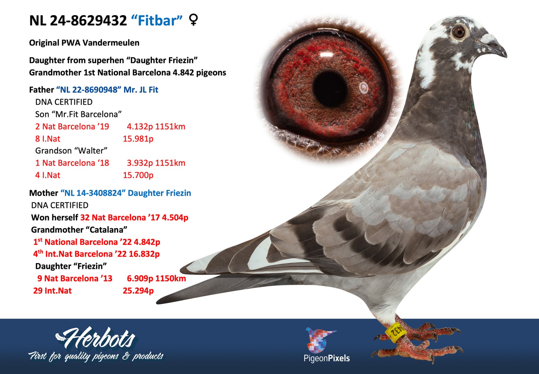 pigeon: undefined