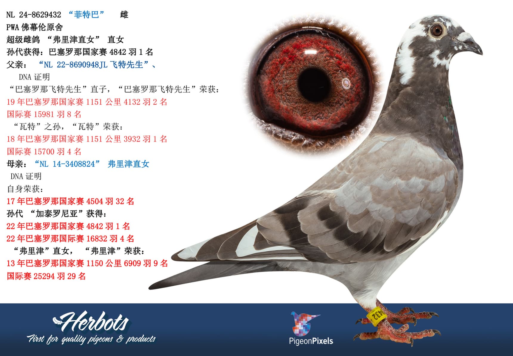 pigeon: “菲特巴”