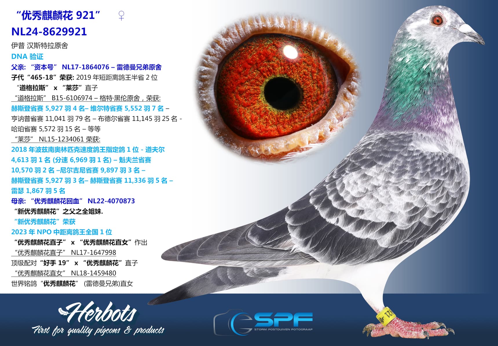 pigeon: “优秀麒麟花 921”