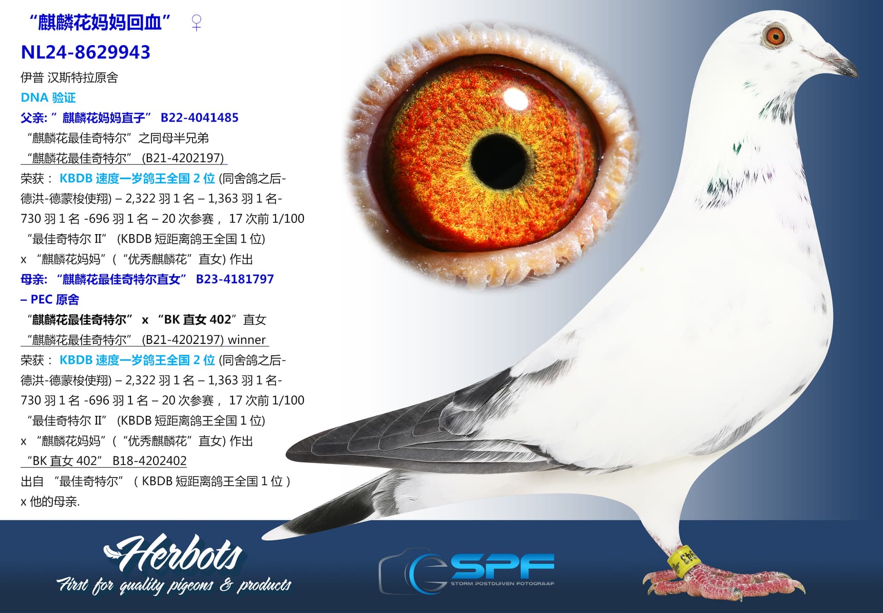 pigeon: “麒麟花妈妈回血”