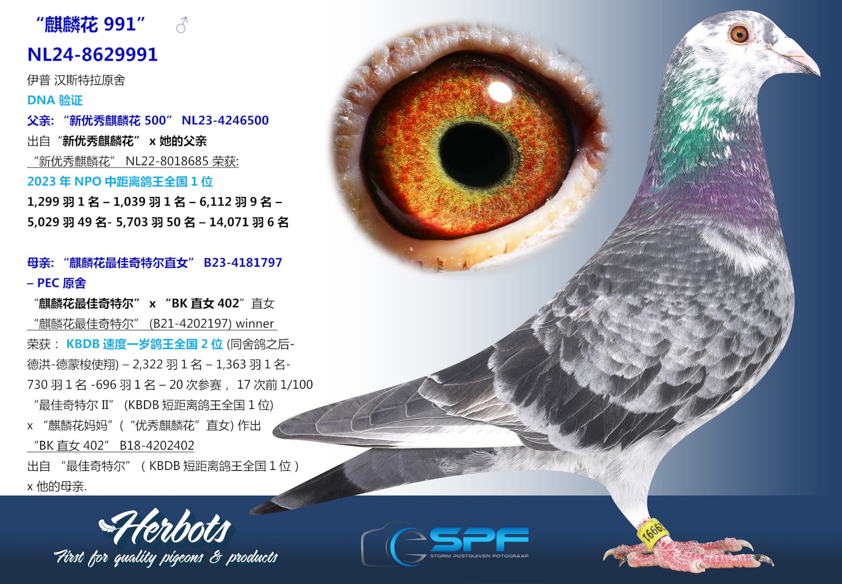 pigeon: “麒麟花 991”