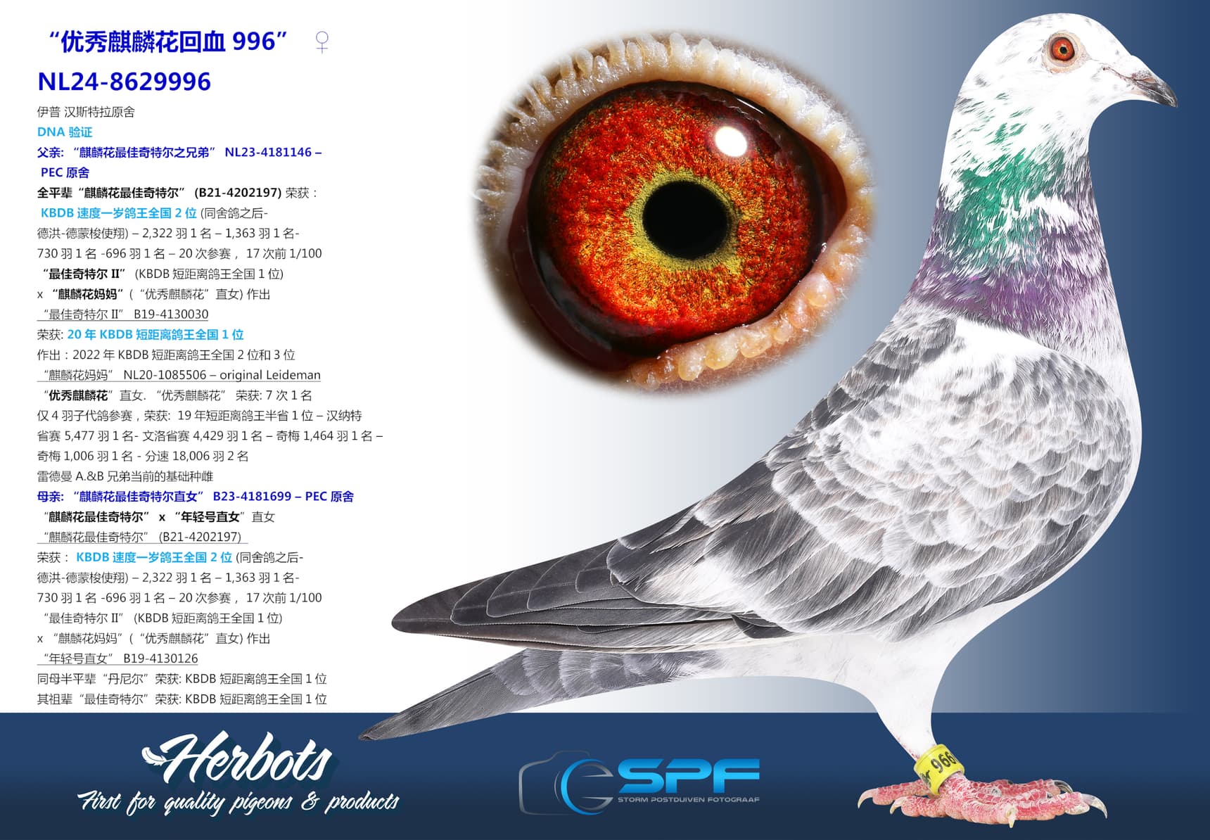 pigeon: “优秀麒麟花回血996”