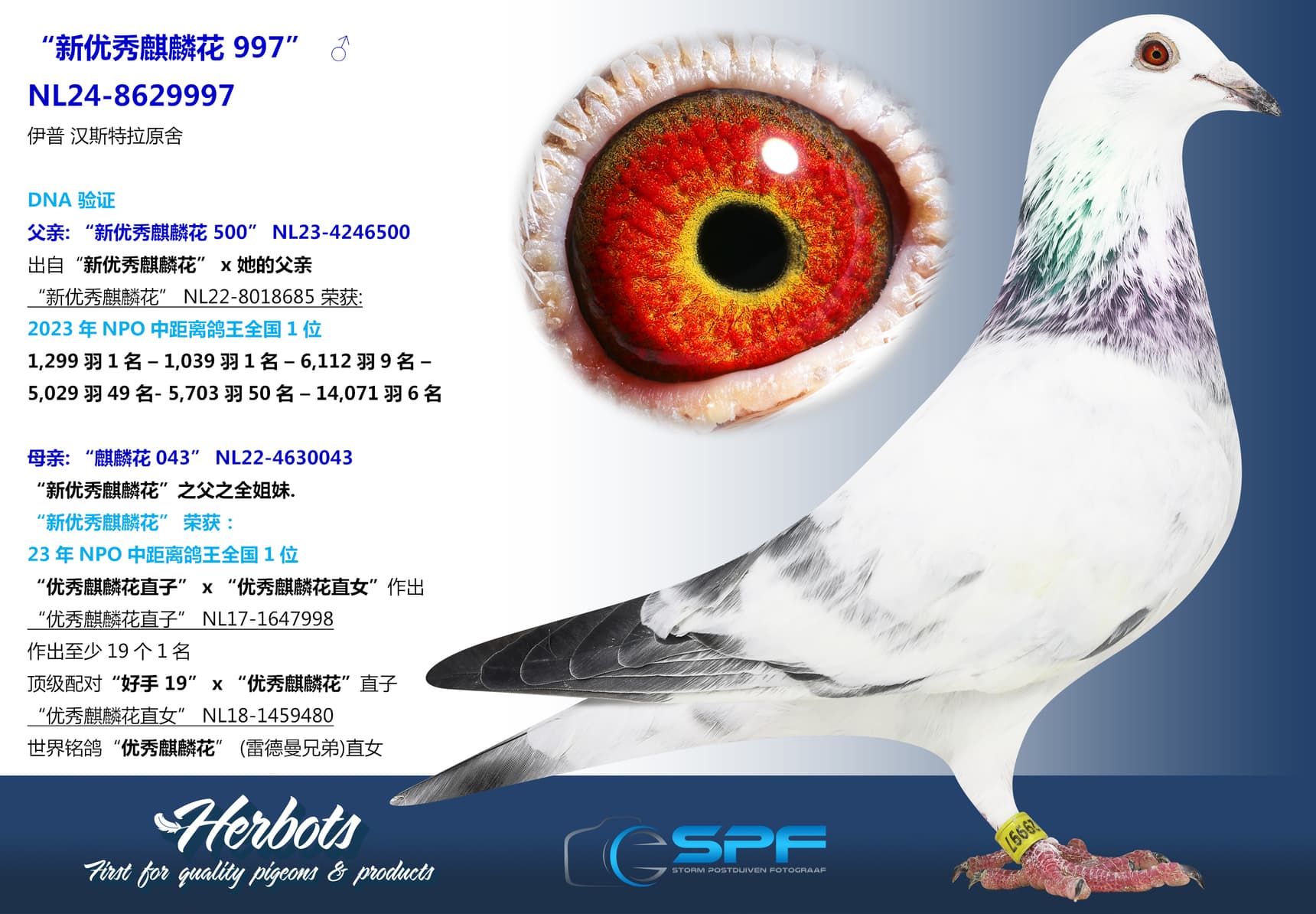 pigeon: “新优秀麒麟花 997”