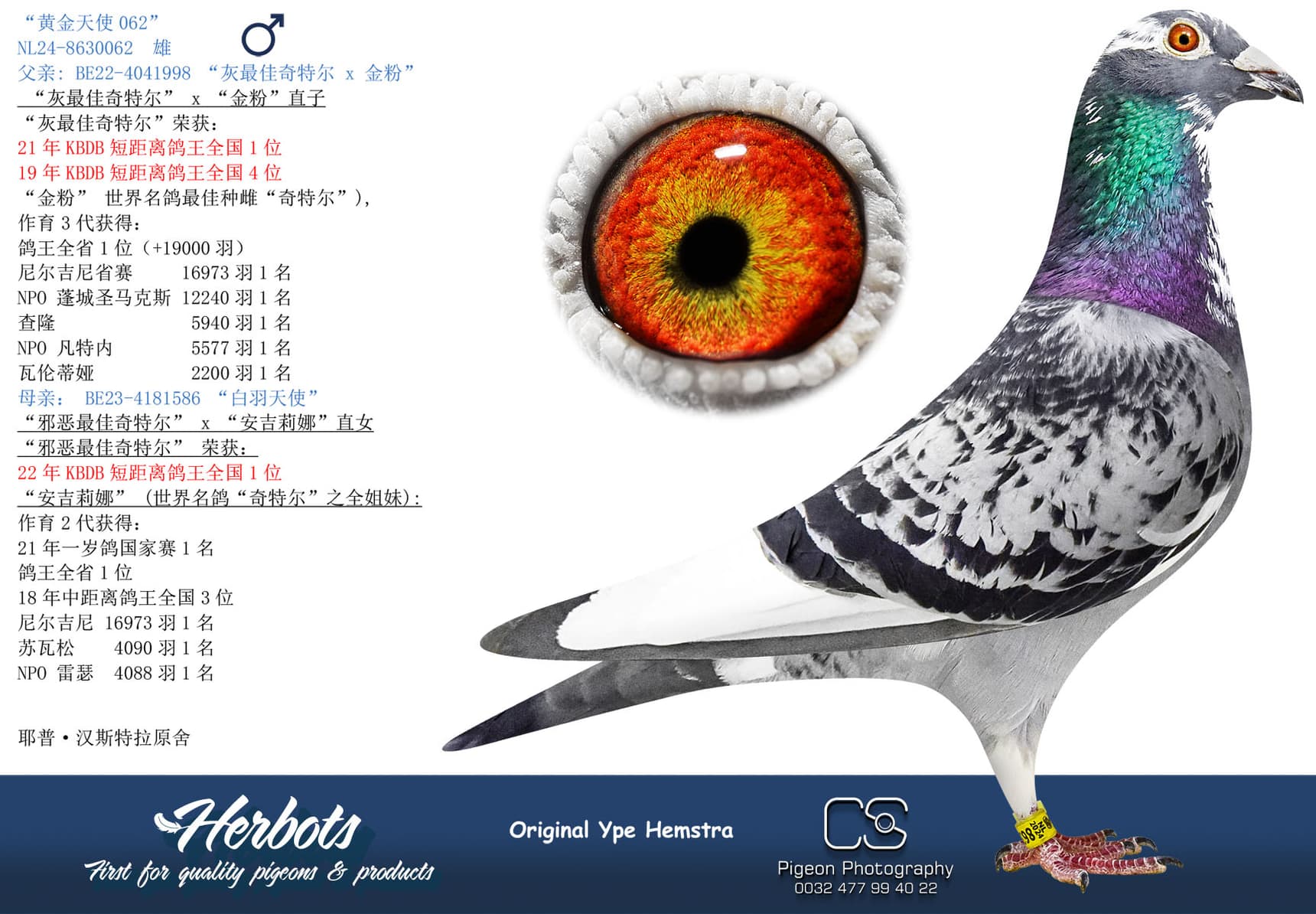 pigeon: “黄金天使062”