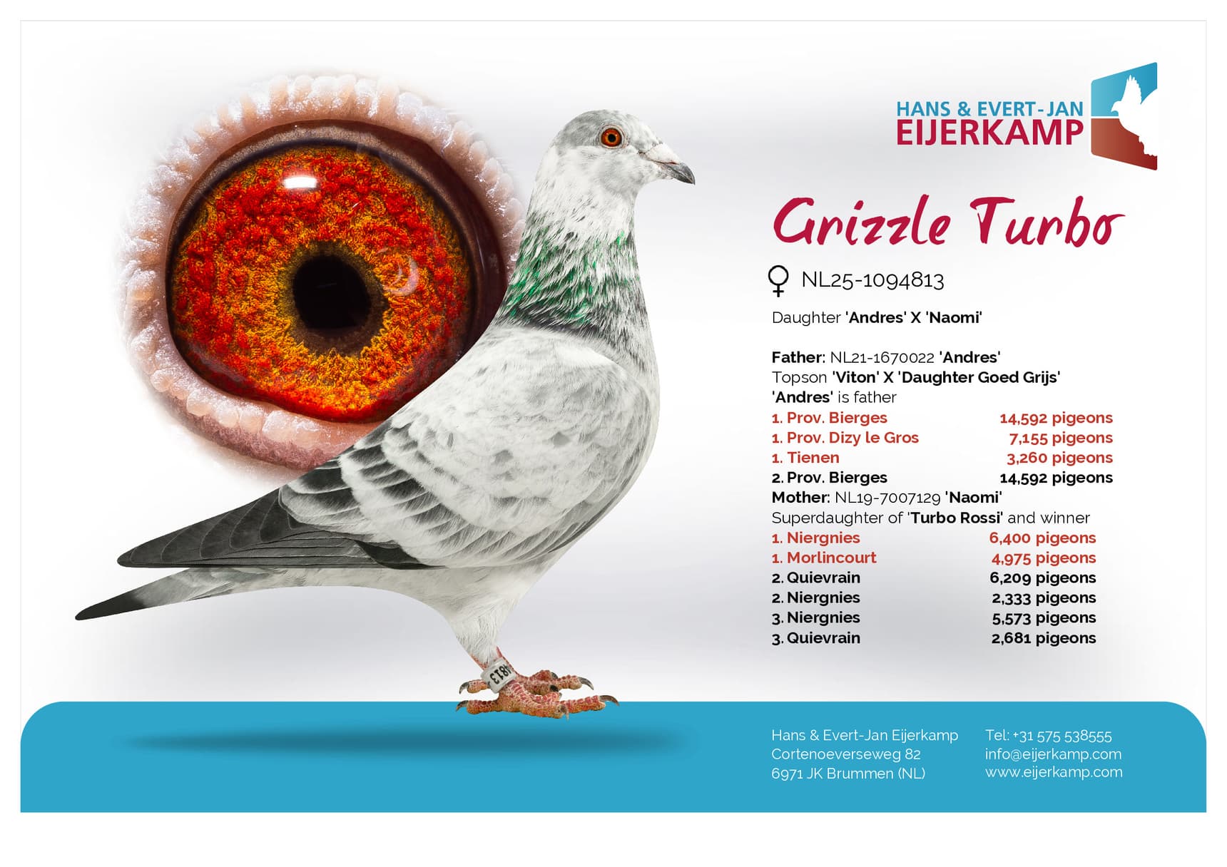 pigeon: "Grizzle Turbo"