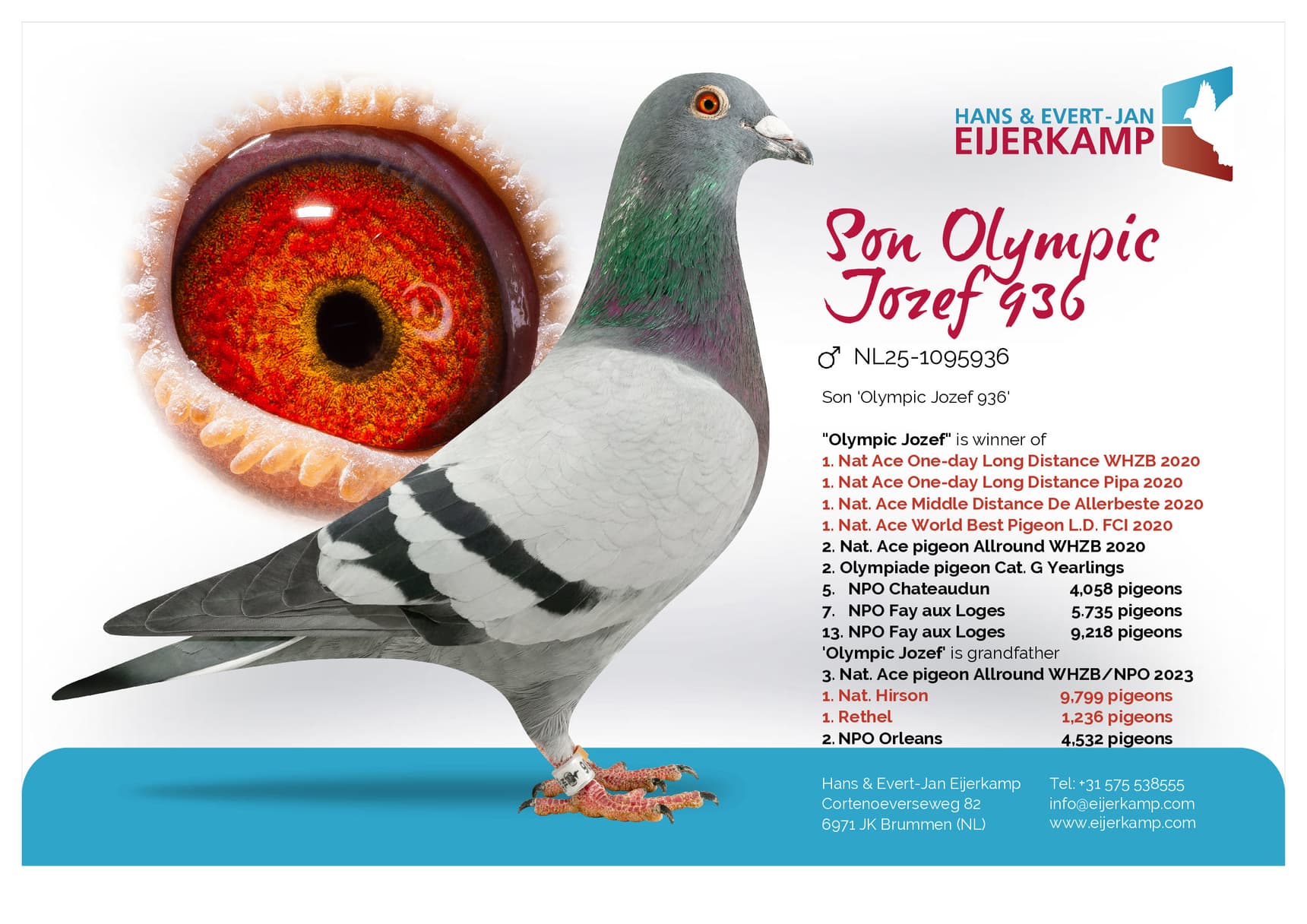 pigeon: "Son Olympic Jozef 936"
