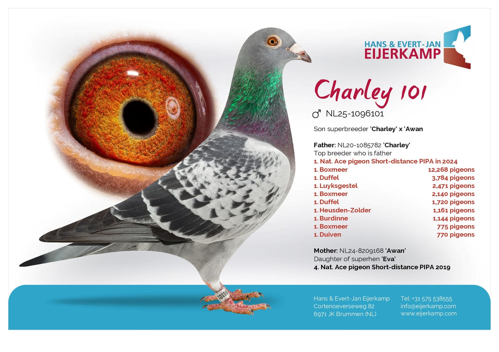 pigeon: "Charley 101"