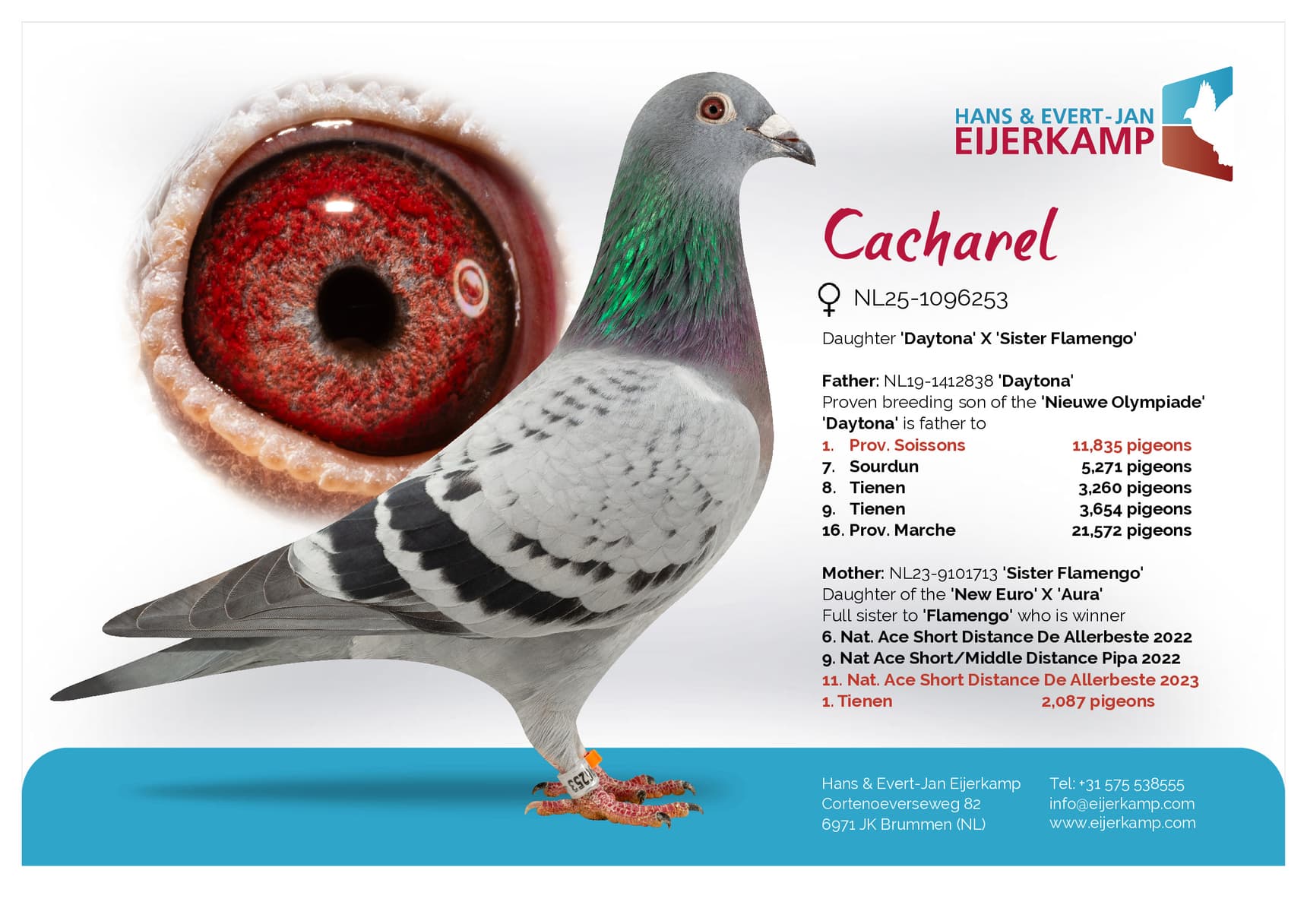 pigeon: "Cacharel"