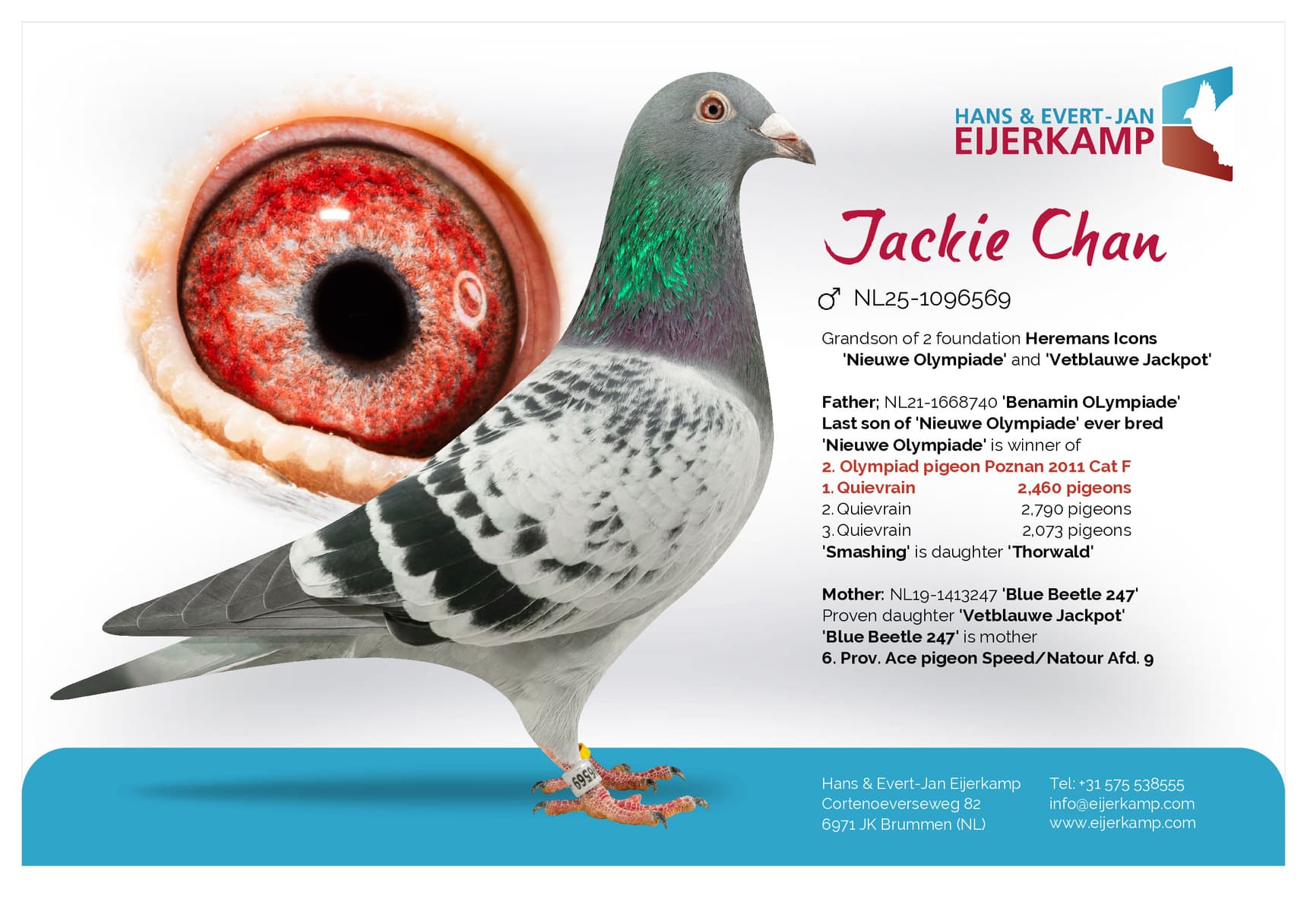 pigeon: "Jackie Chan"