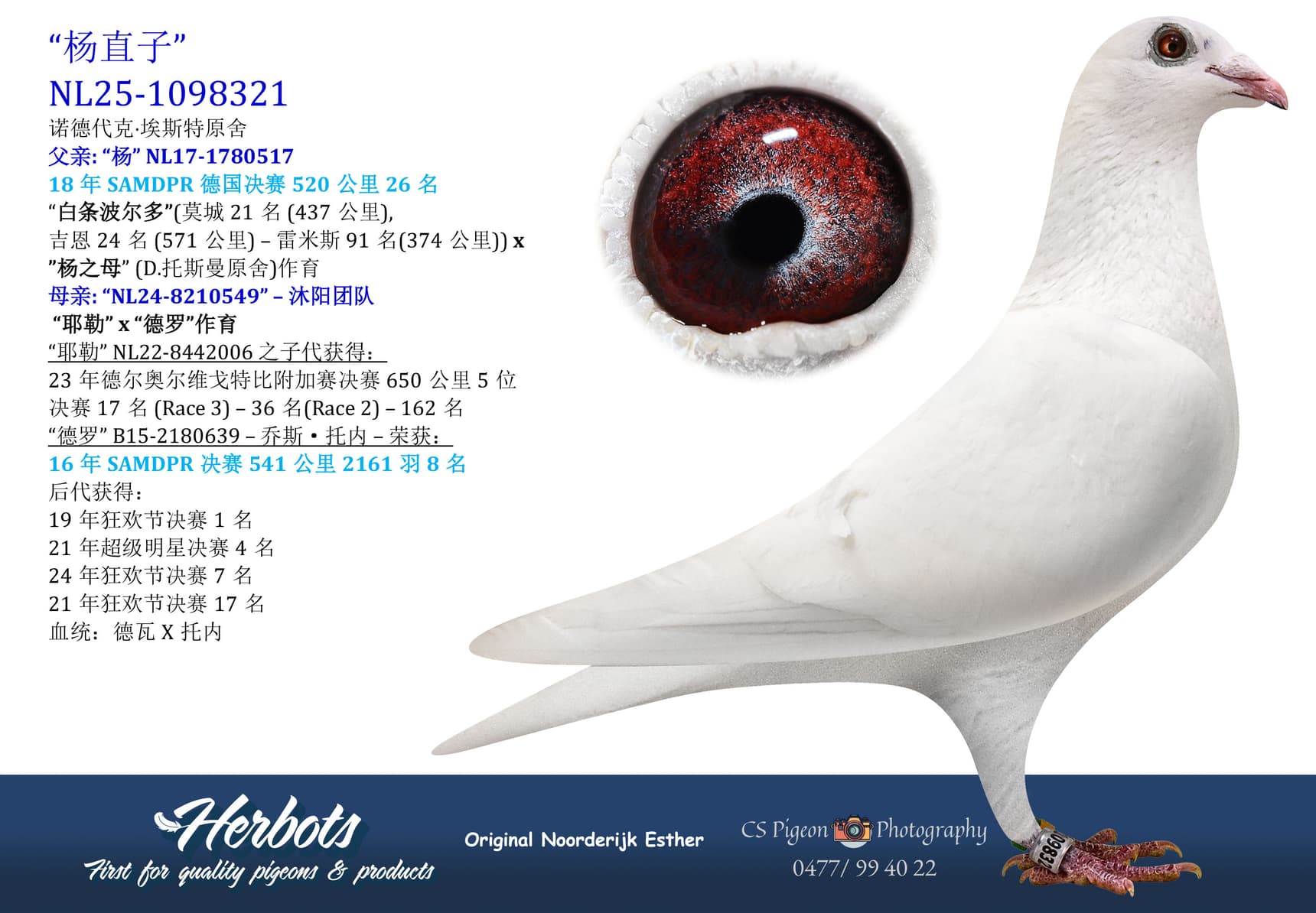 pigeon: undefined