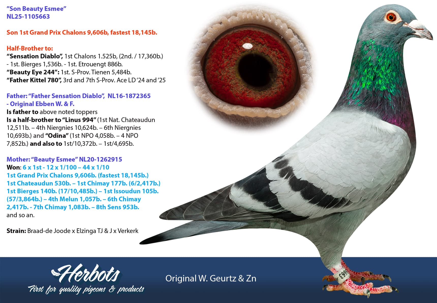 pigeon: undefined