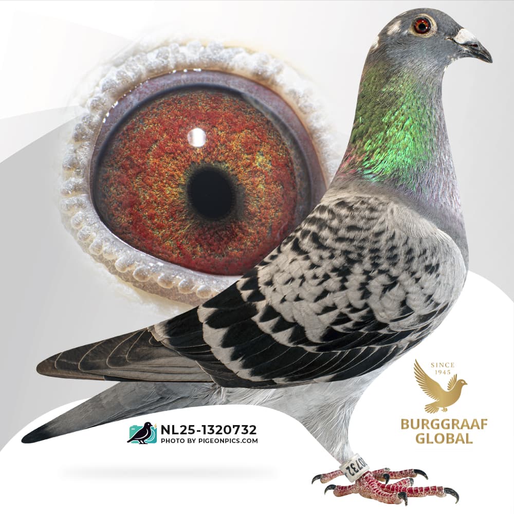 “Queen Den Ad 732”