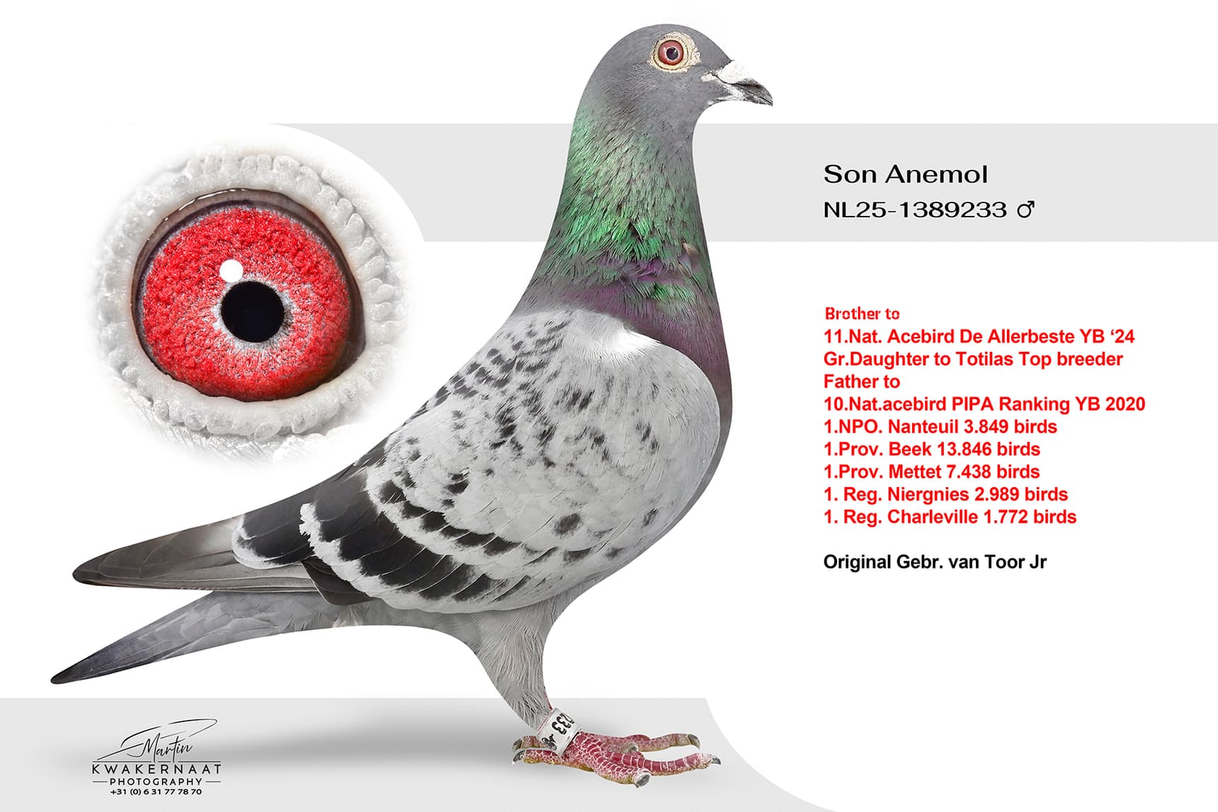 Son Anemol