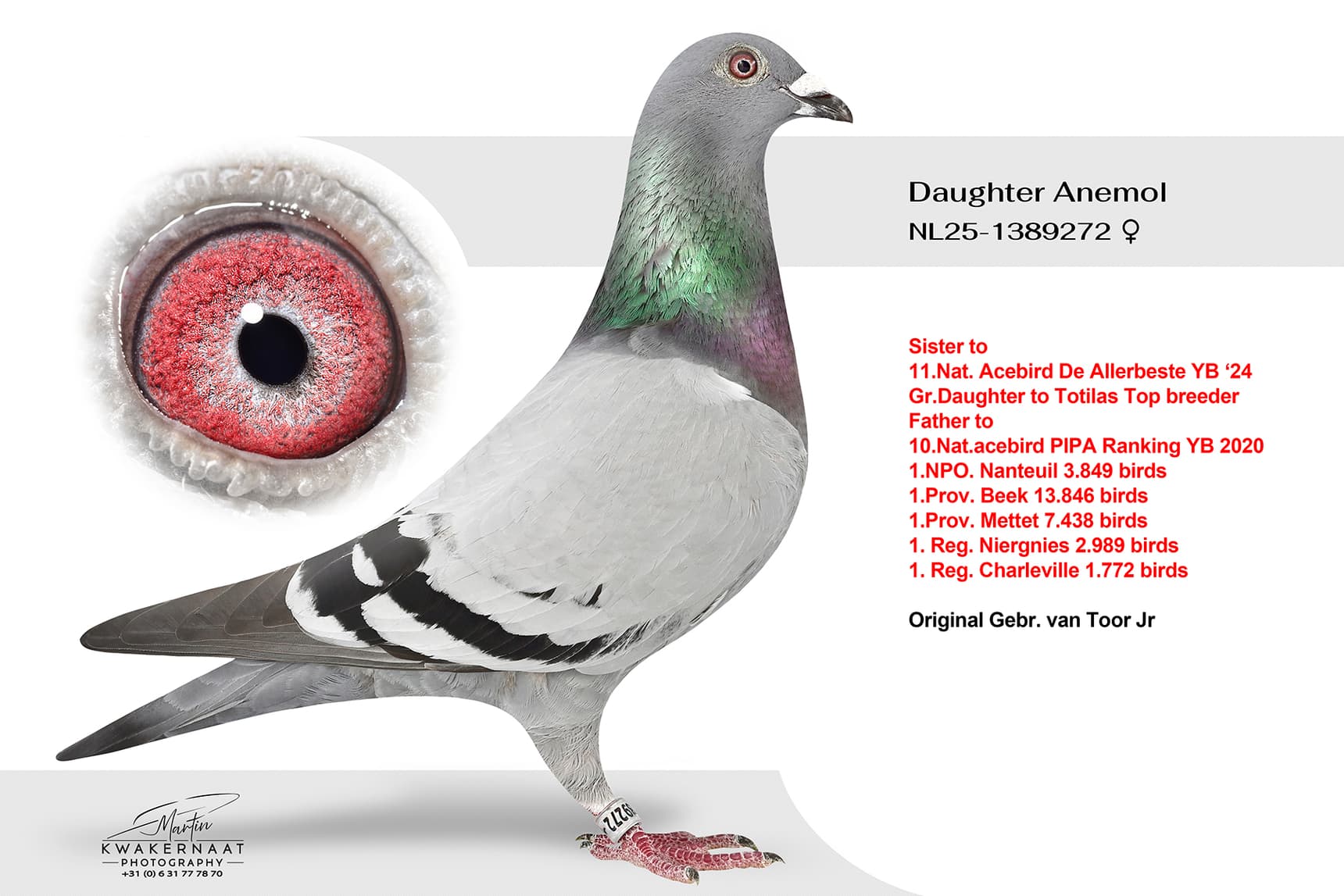 Daughter Anemol