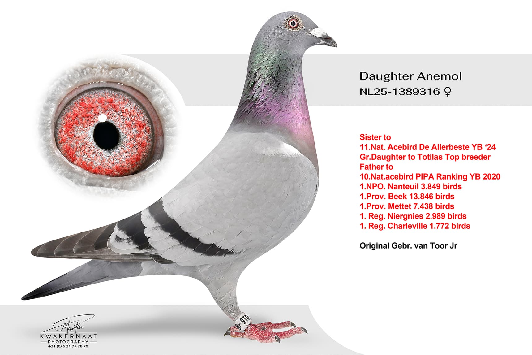 "Daughter Anemol"