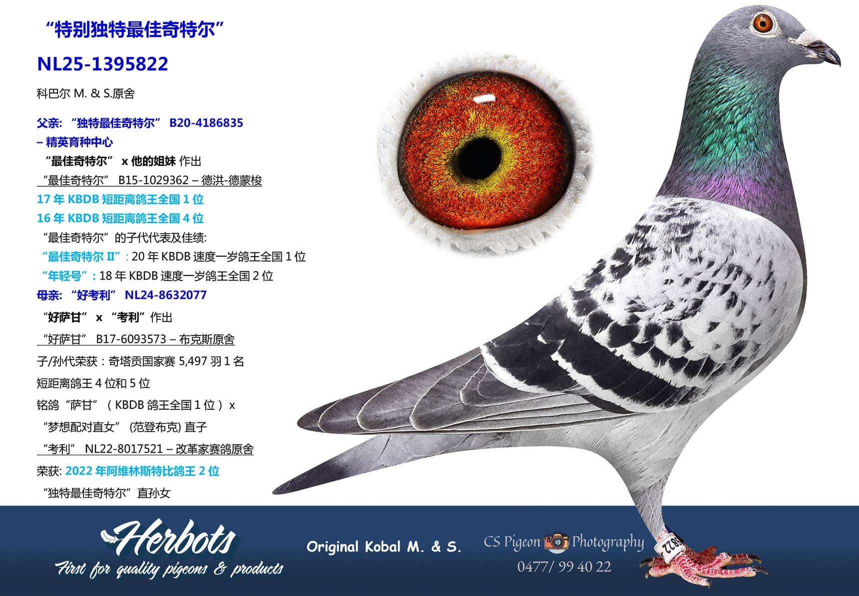 pigeon: undefined