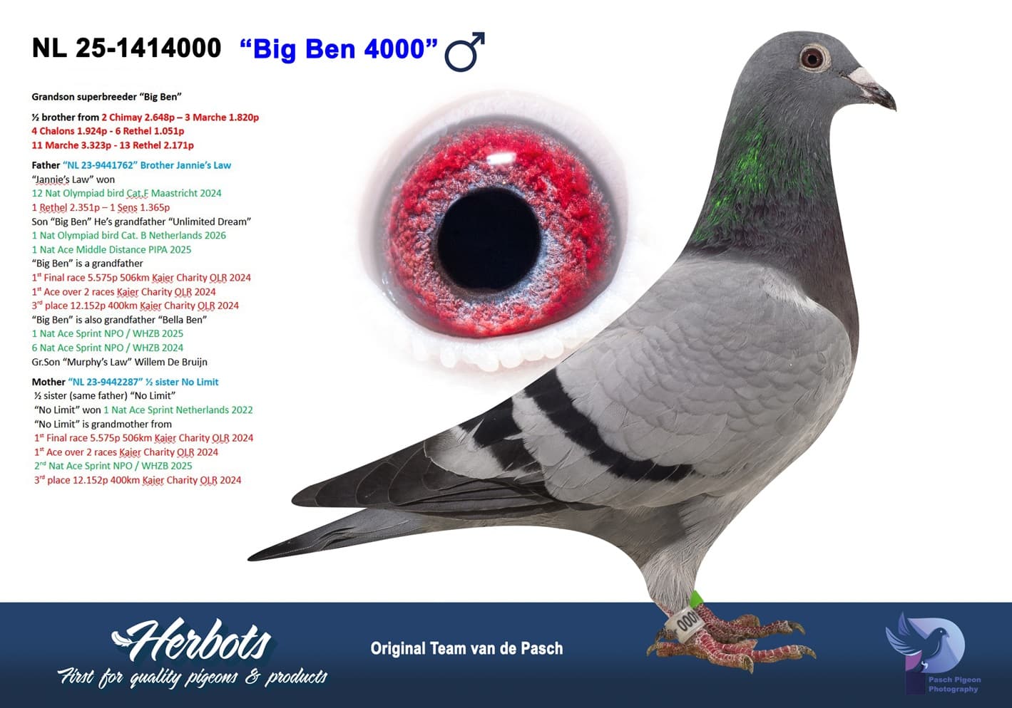 pigeon: undefined
