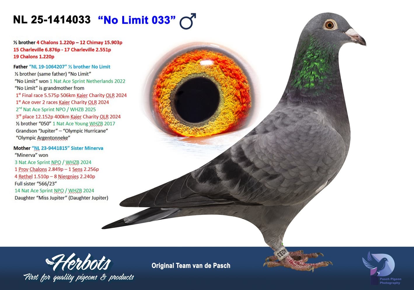 pigeon: undefined