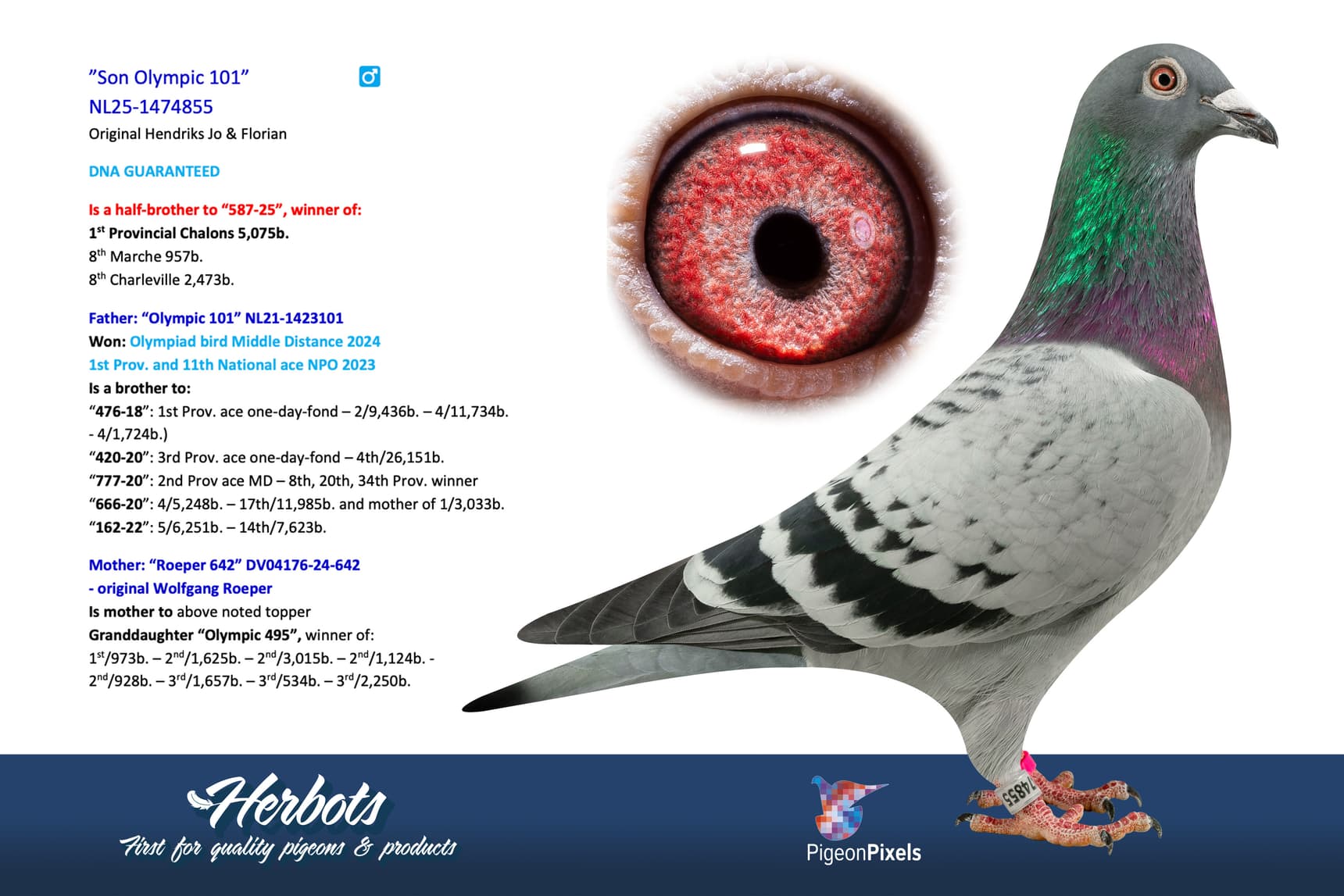 pigeon: undefined