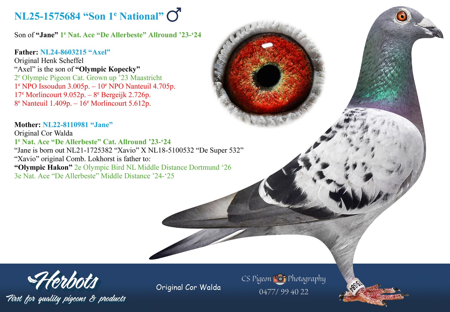 pigeon: undefined