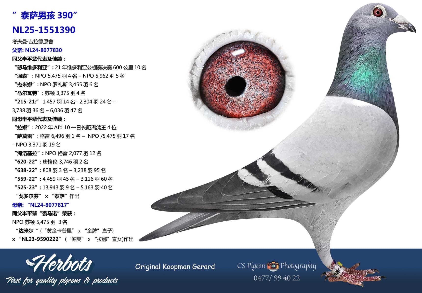 pigeon: undefined