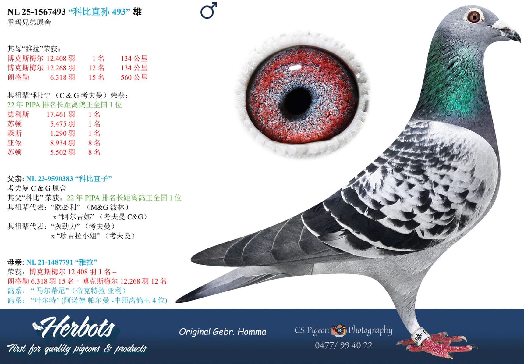 pigeon: undefined