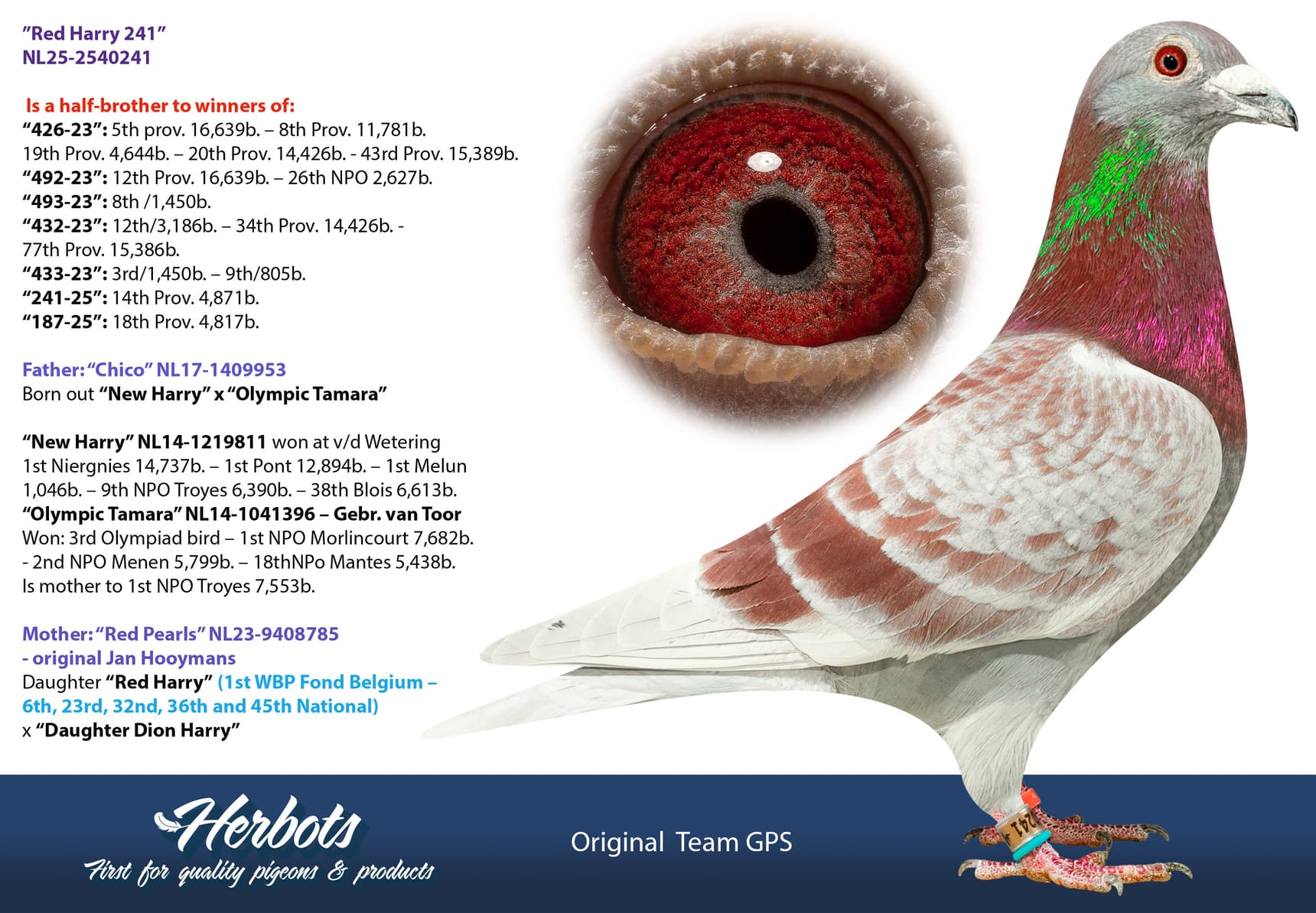 pigeon: undefined