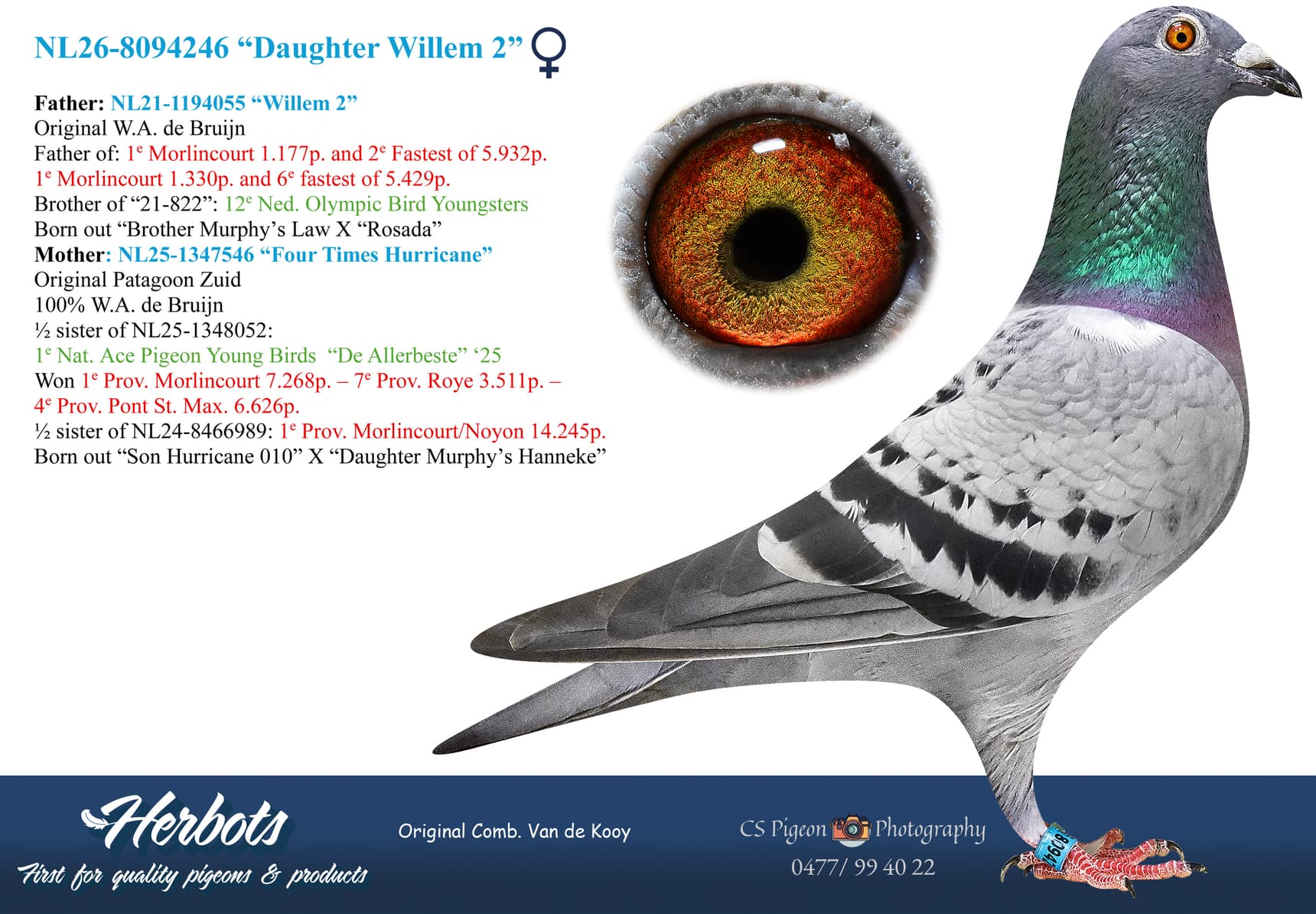 pigeon: undefined