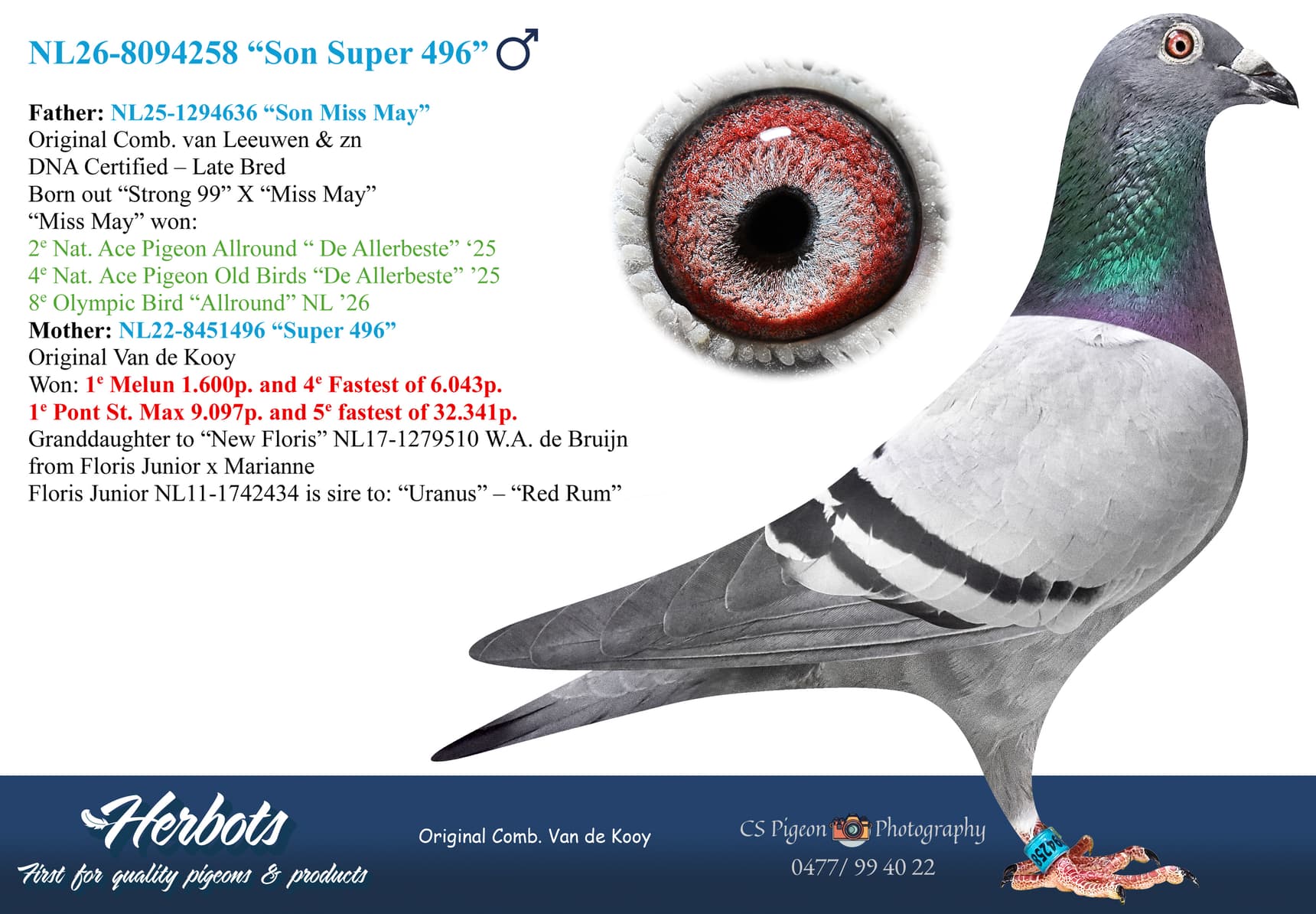 pigeon: undefined