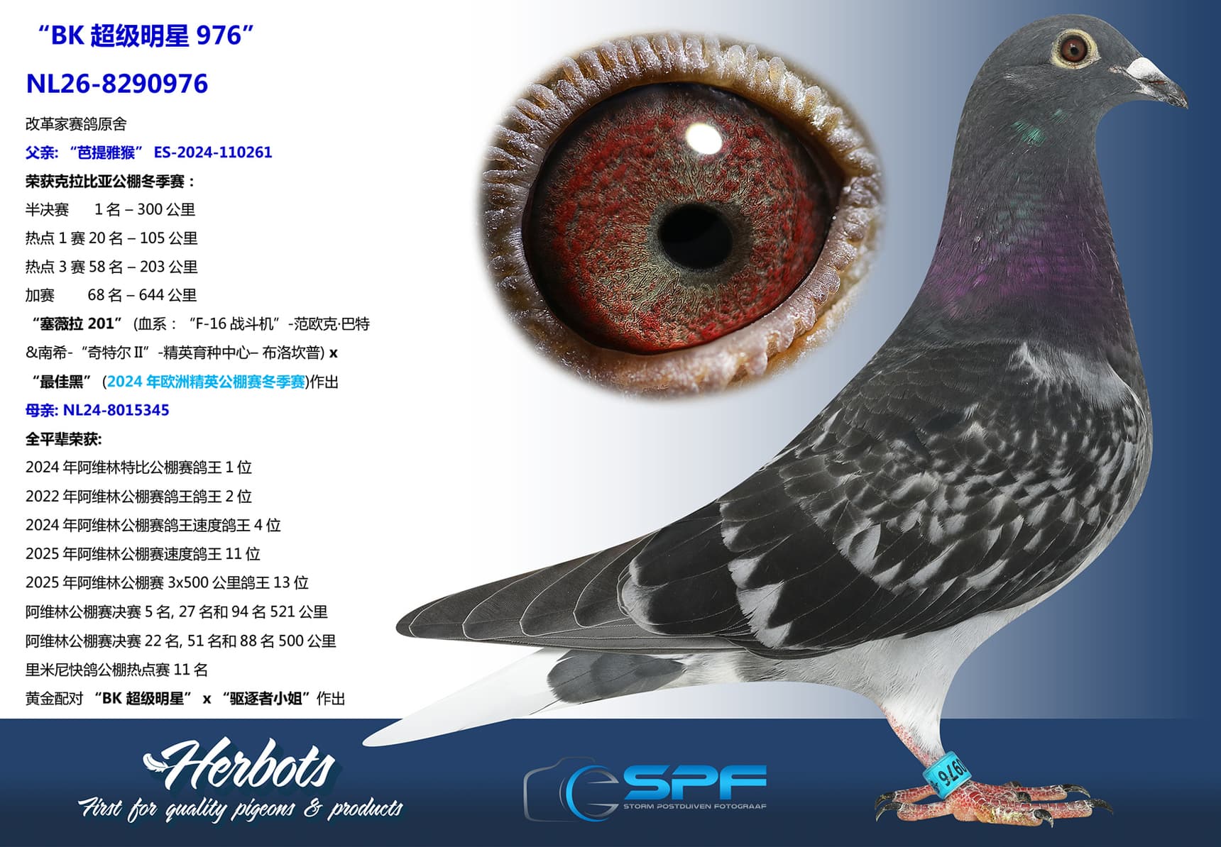 pigeon: undefined