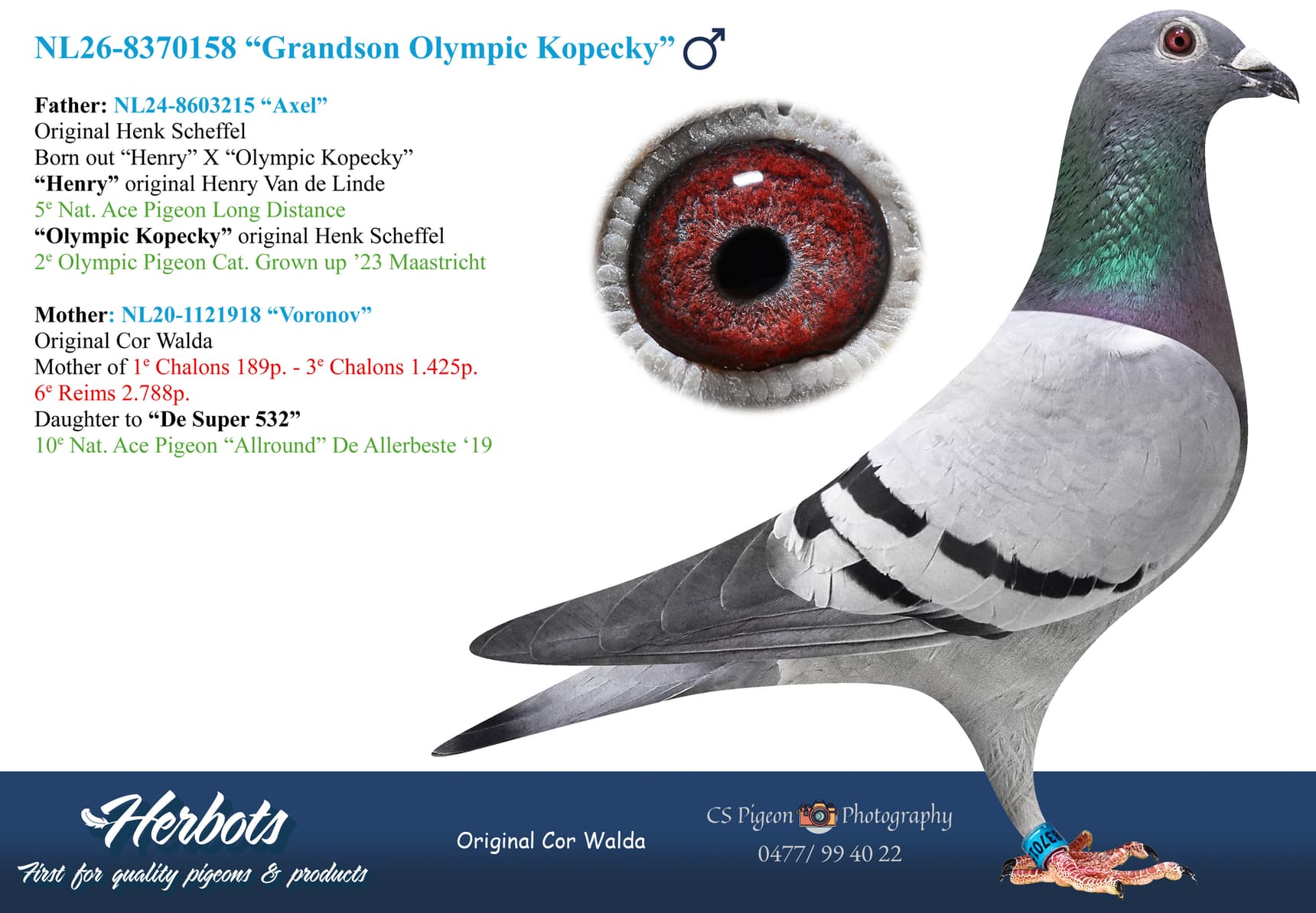 pigeon: undefined