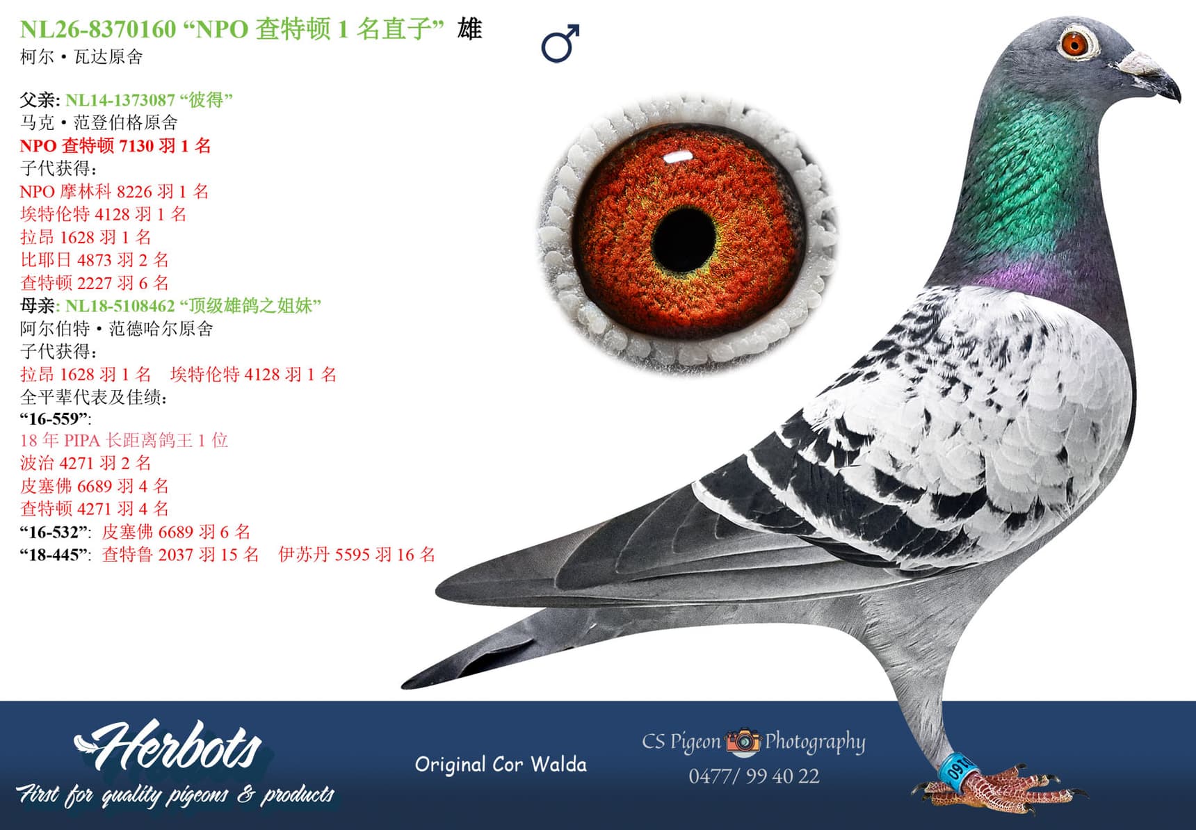 pigeon: undefined