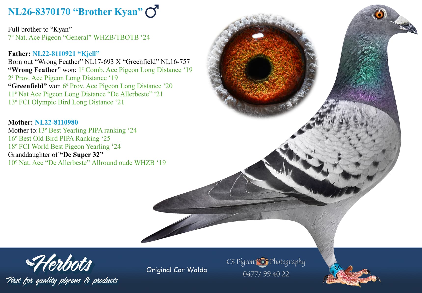 pigeon: undefined