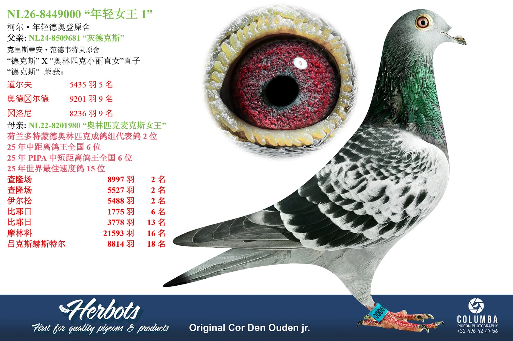 pigeon: undefined
