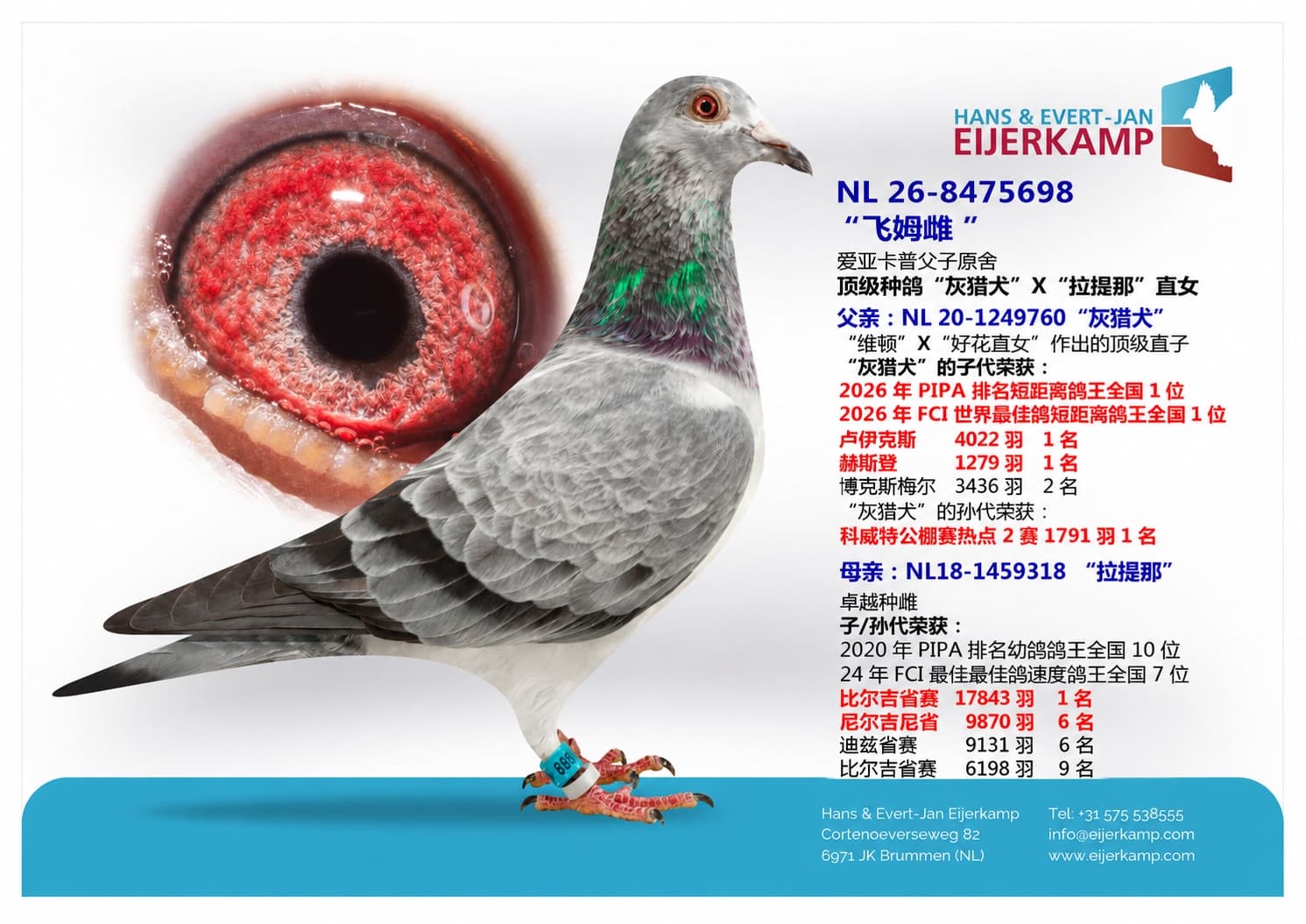 pigeon: undefined