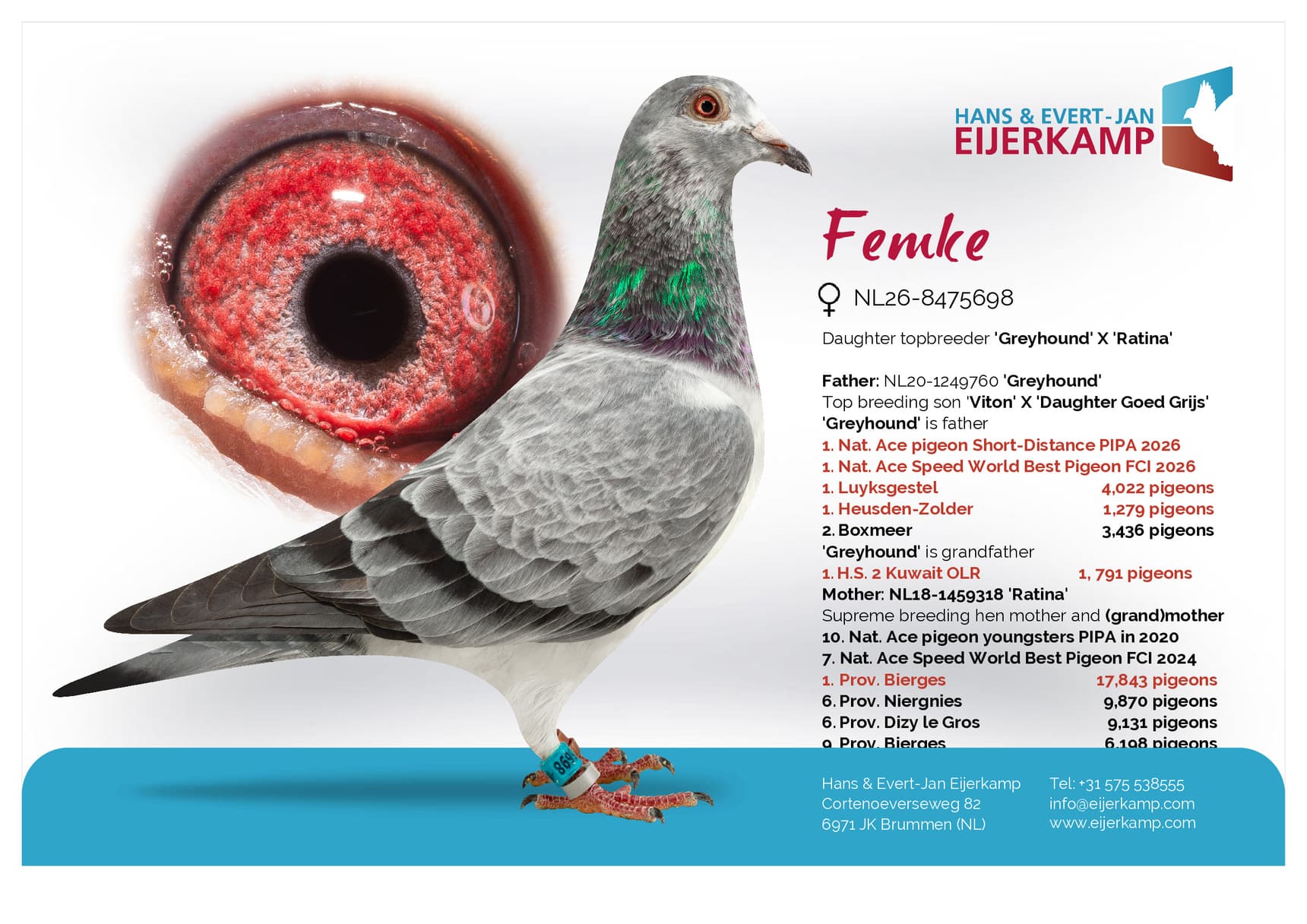 pigeon: undefined