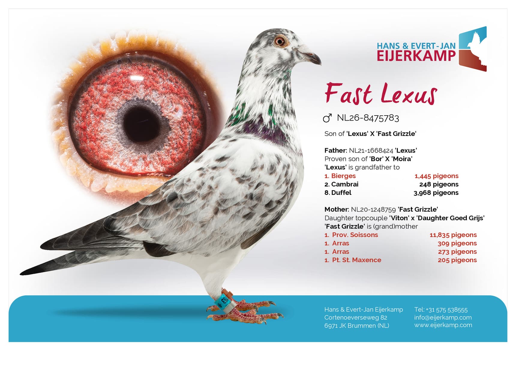 pigeon: undefined