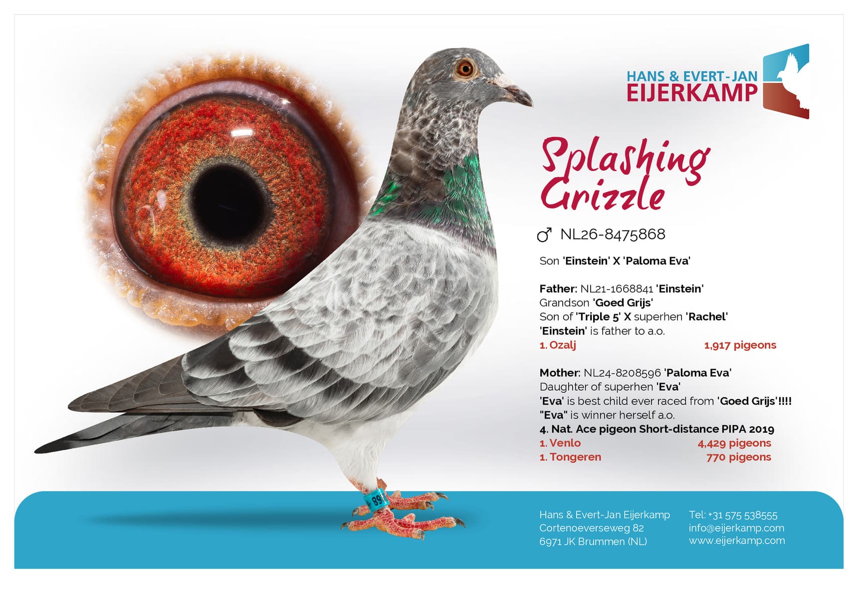 pigeon: undefined