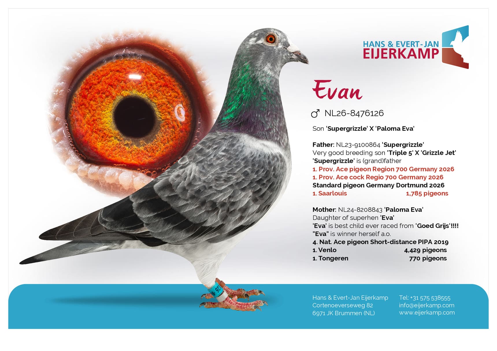 pigeon: undefined