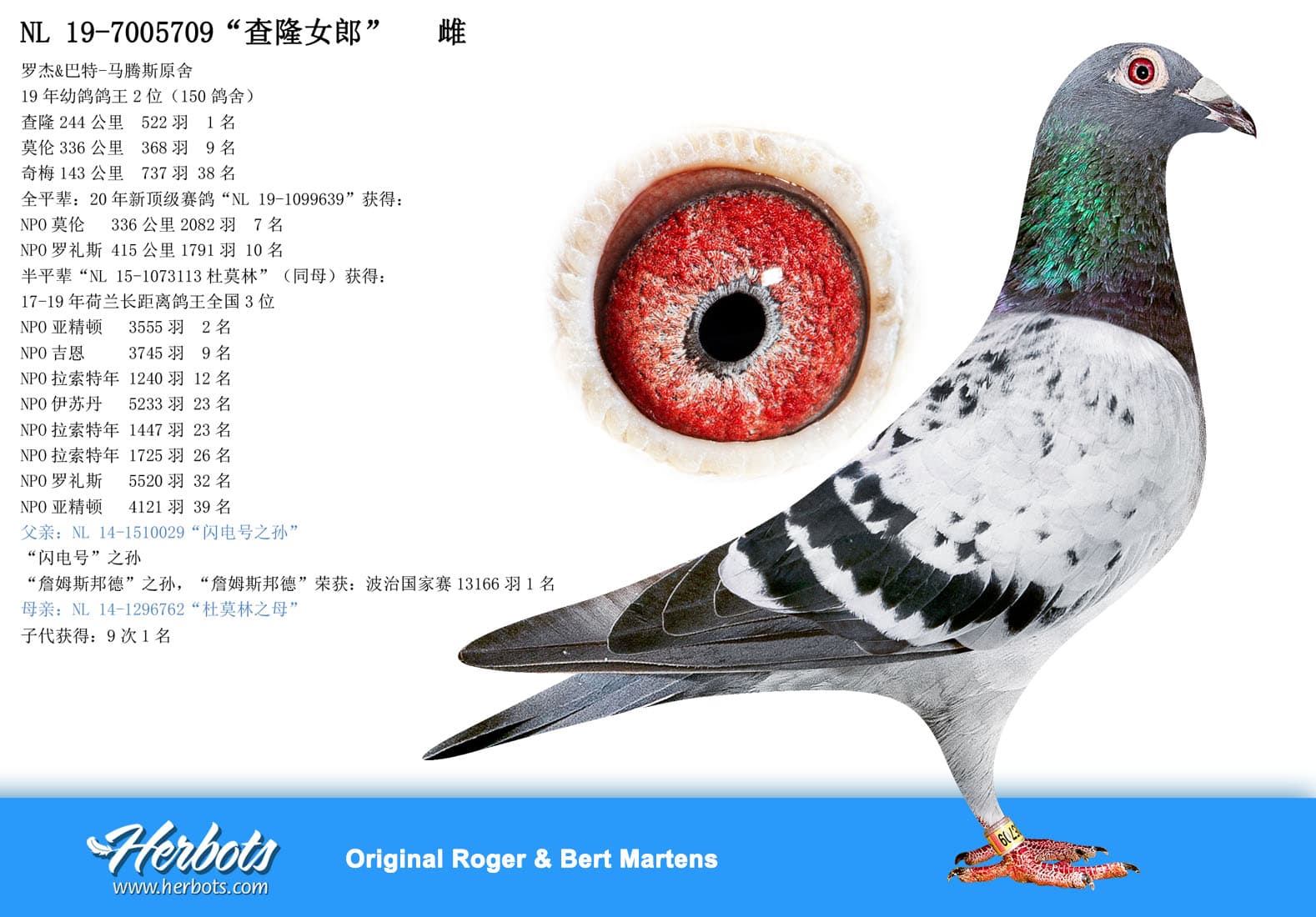 pigeon: undefined