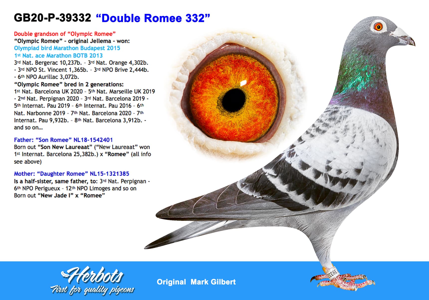 pigeon: undefined