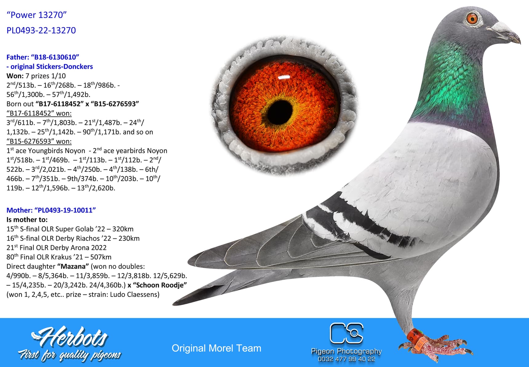 pigeon: undefined