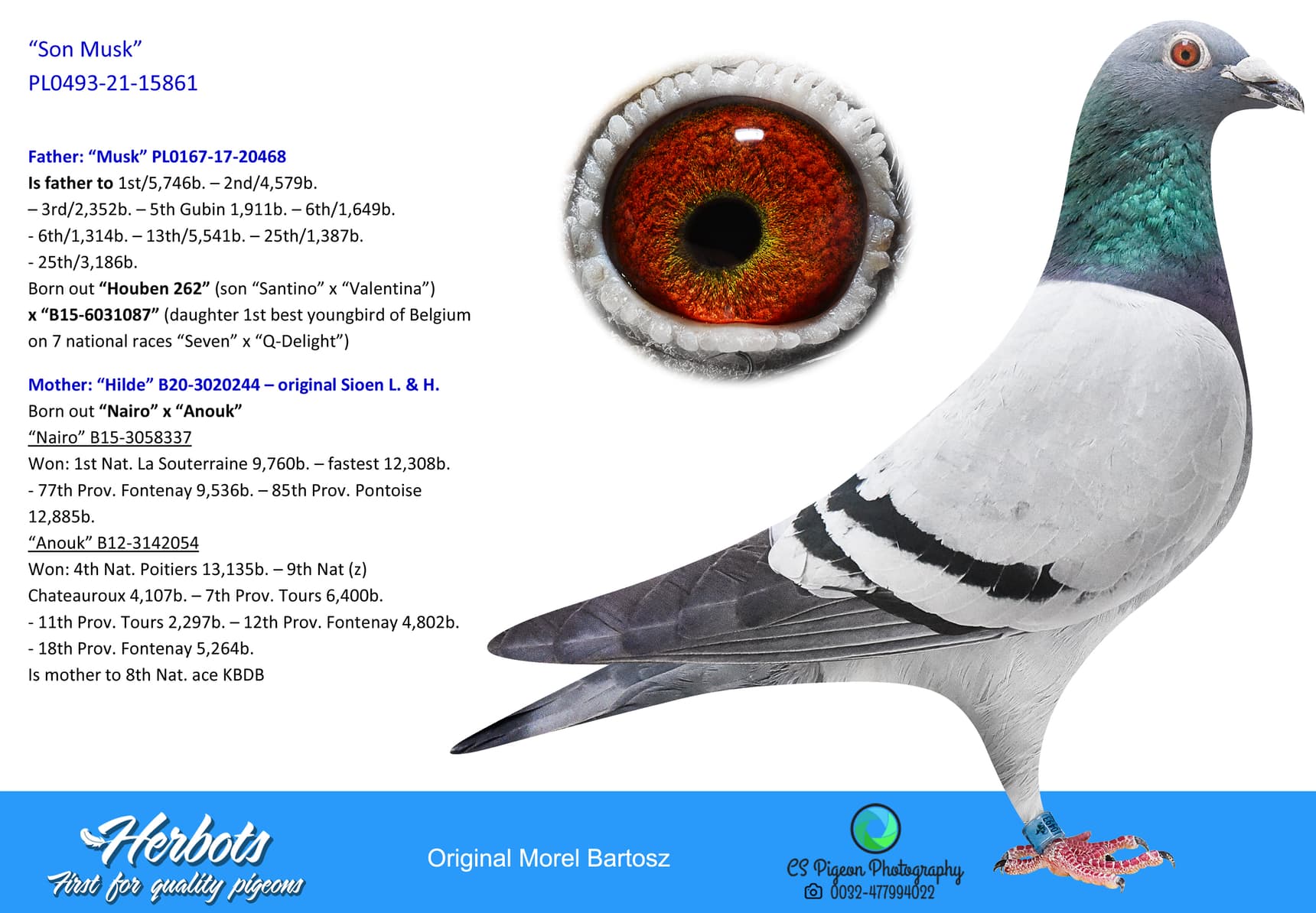 pigeon: undefined