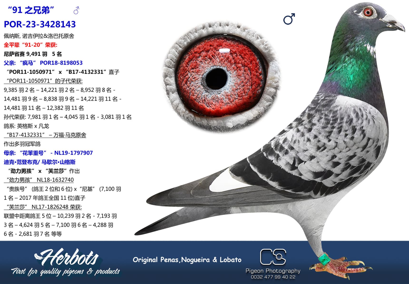 pigeon: undefined