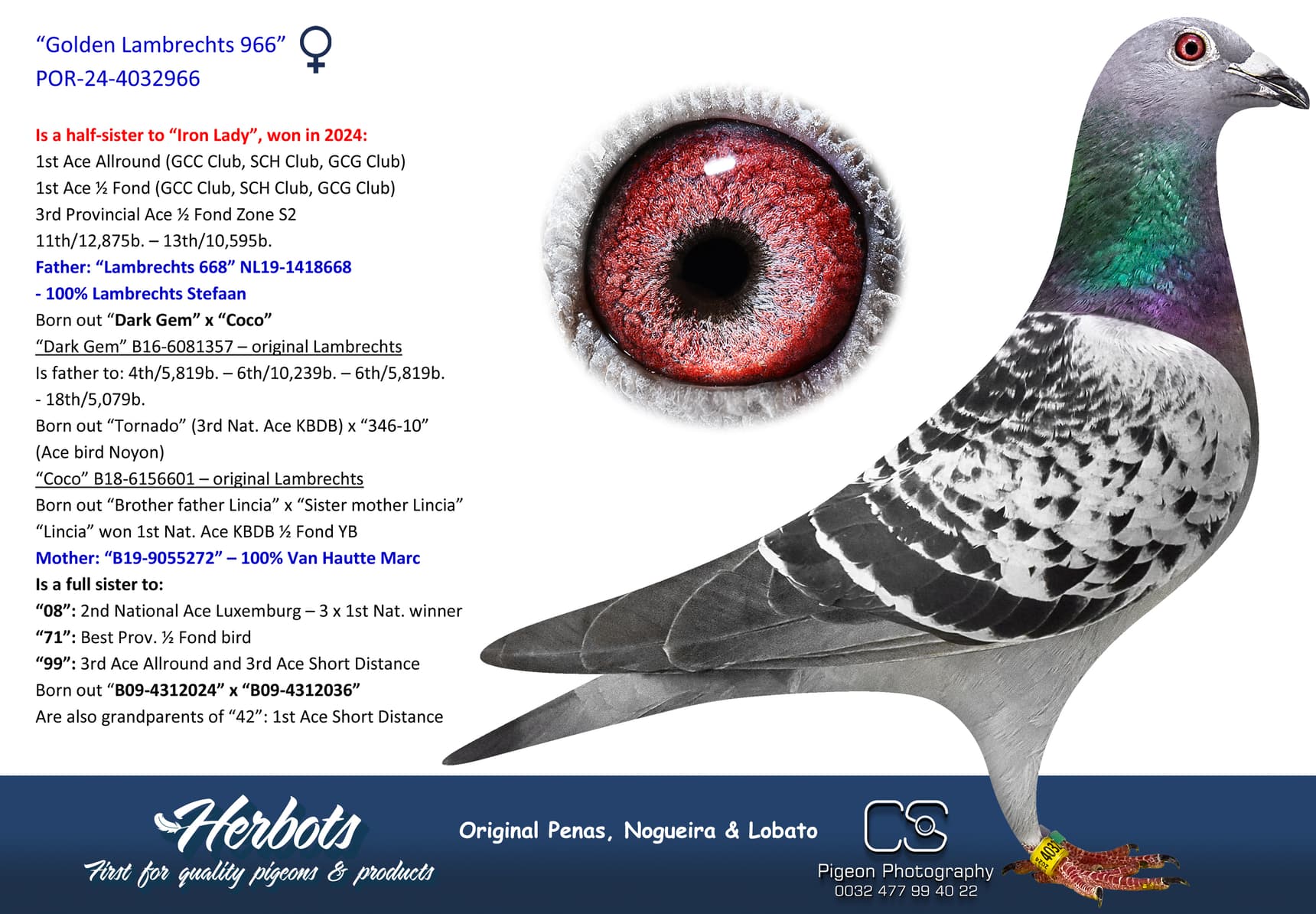 pigeon: undefined