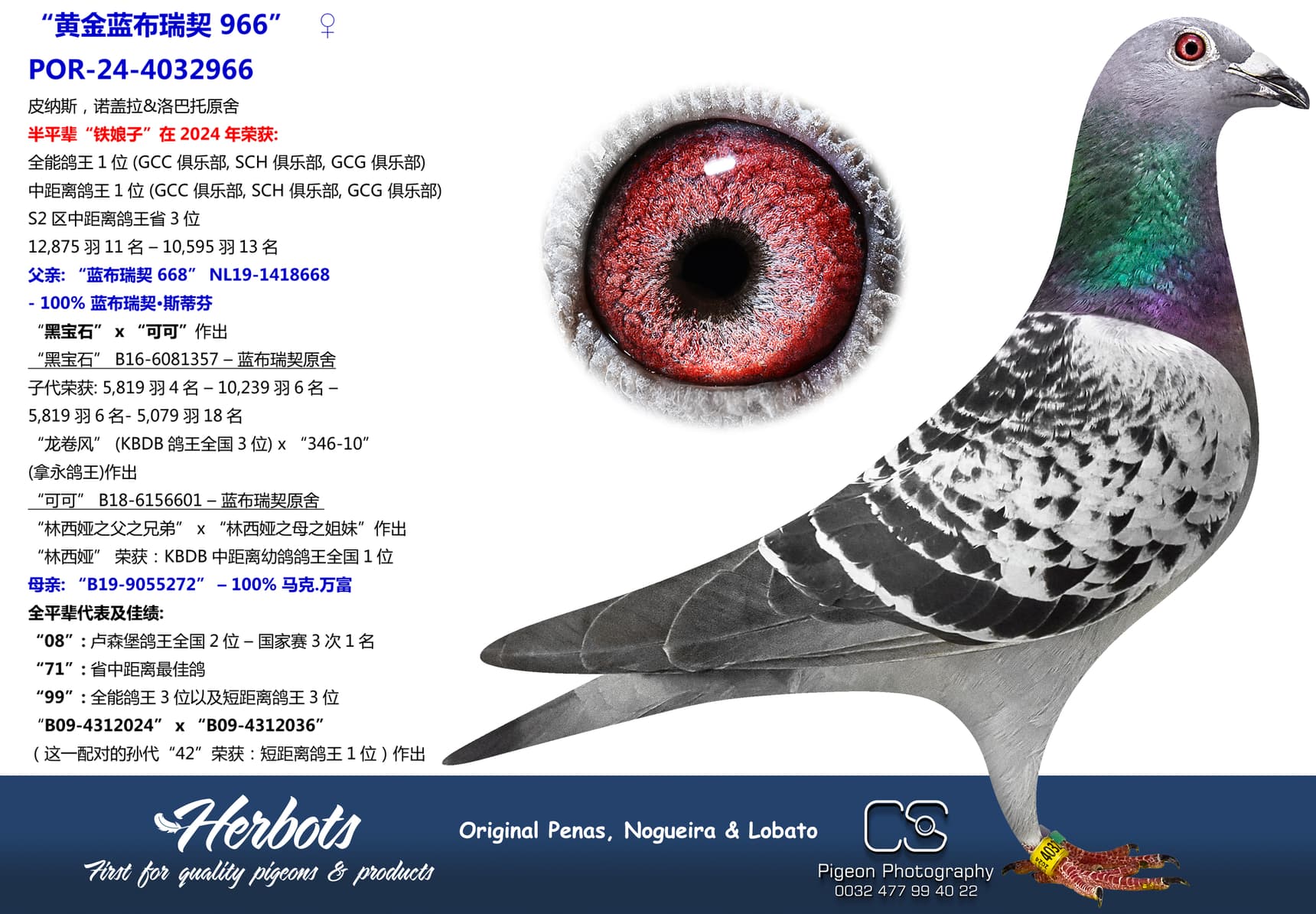 pigeon: undefined