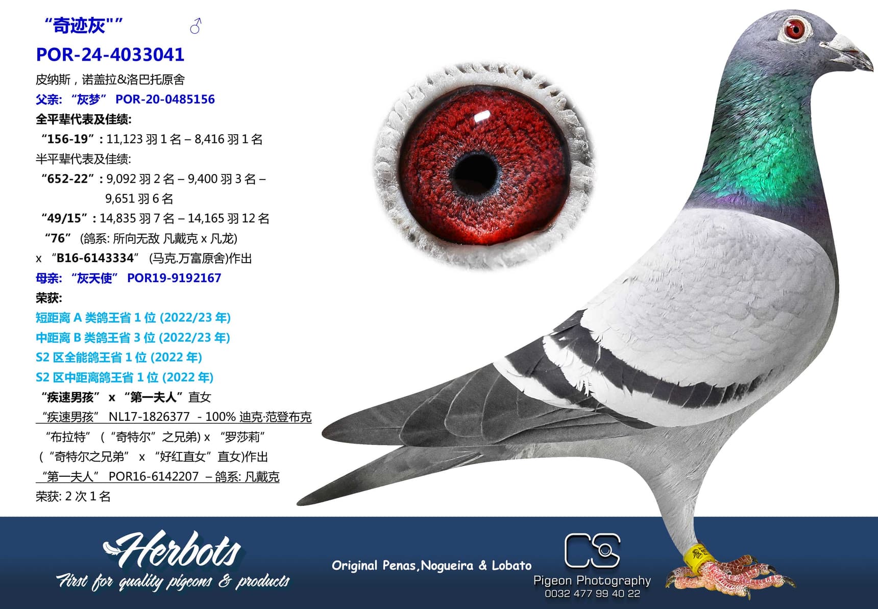 pigeon: undefined