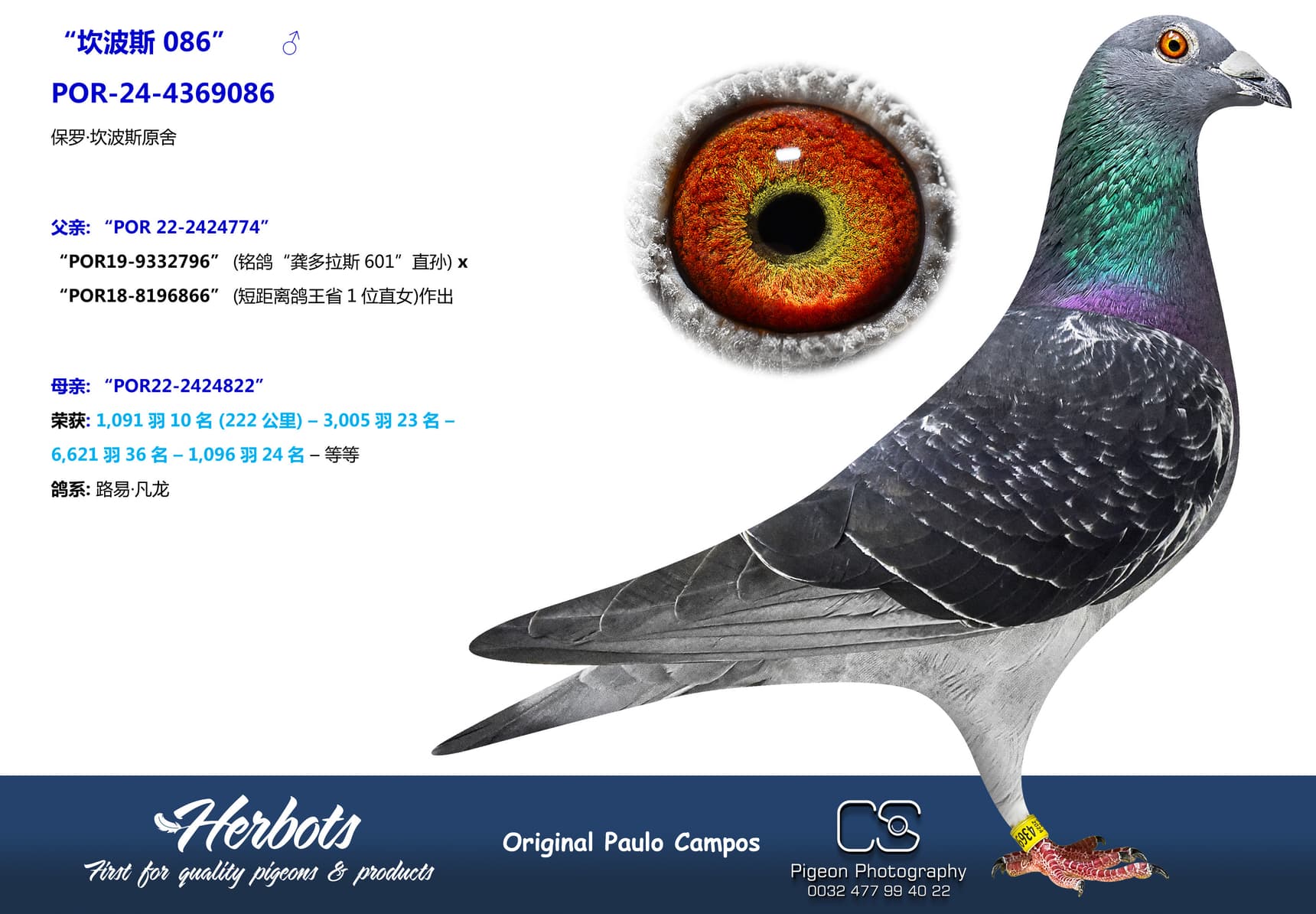 pigeon: undefined